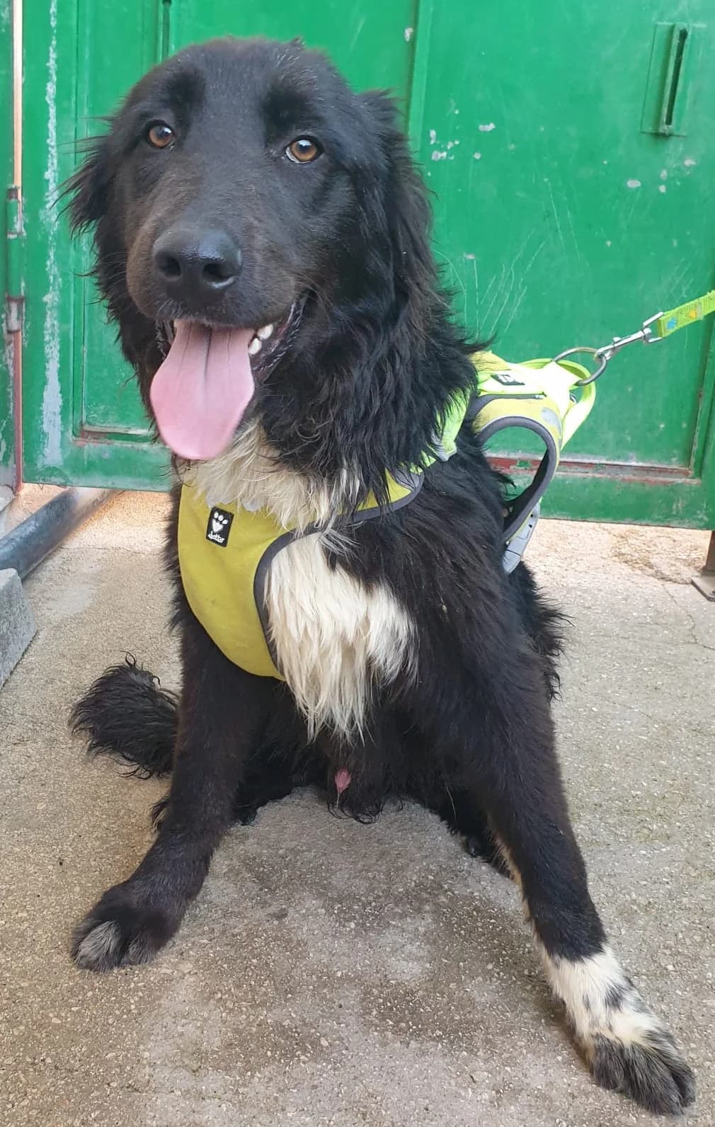 ALFY, male Mixed Breed for adoption at Lega del Cane Altamura