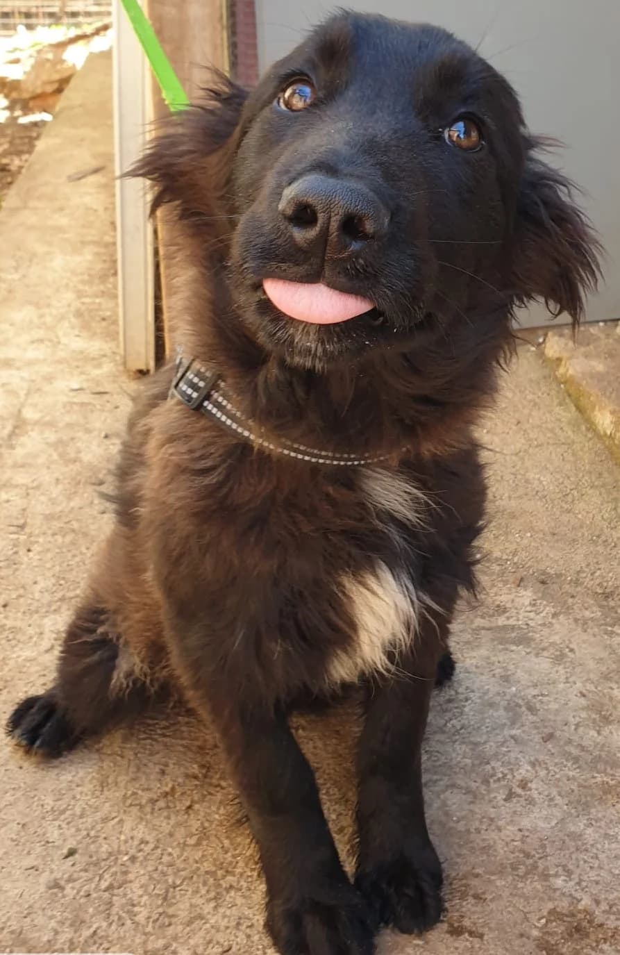 ALONSO, male Mixed Breed for adoption at Lega del Cane Altamura