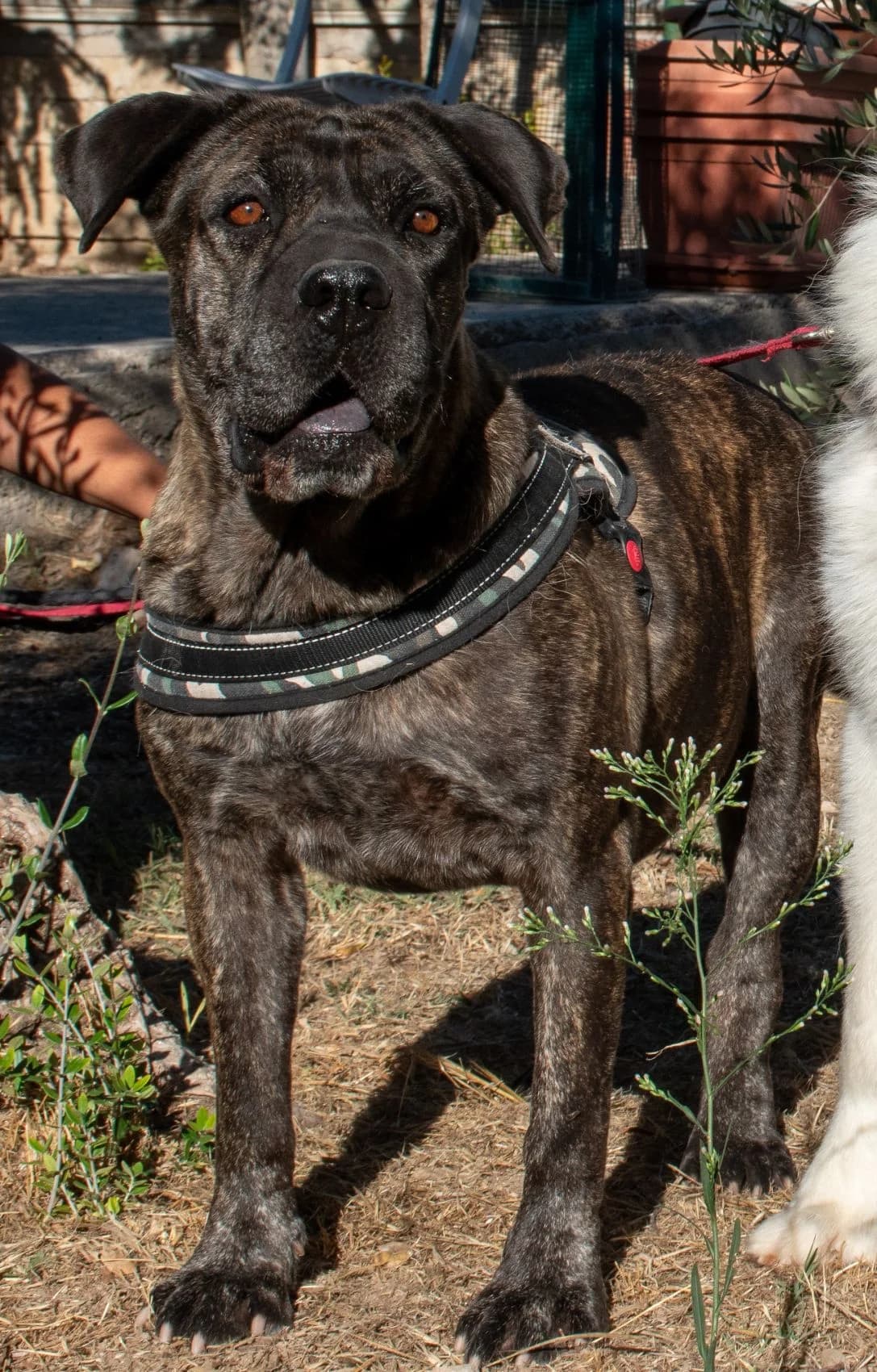 AMANDA, female Mixed Breed for adoption at Lega del Cane Altamura