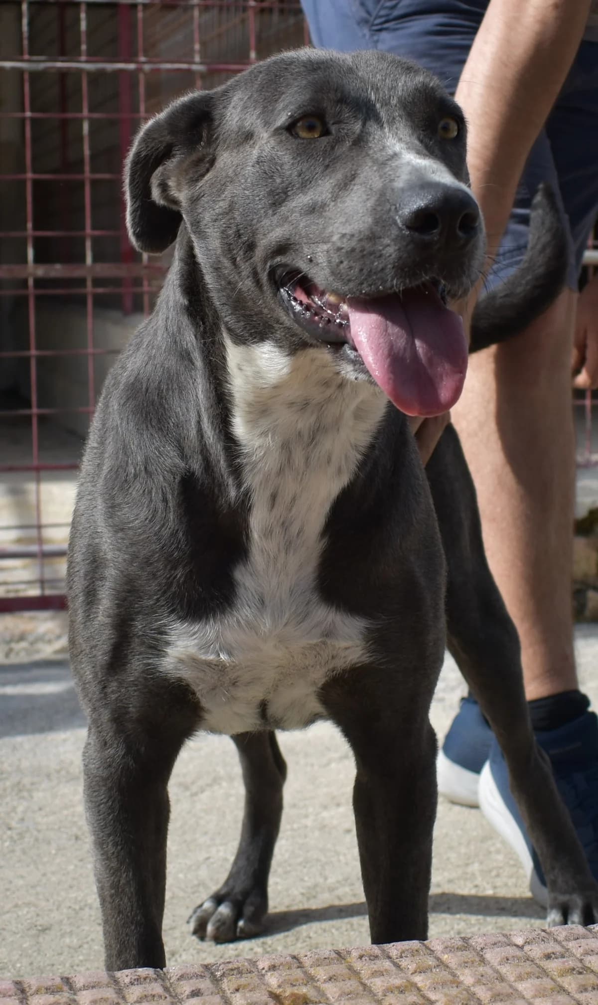 AMORE, female Mixed Breed for adoption at Lega del Cane Altamura
