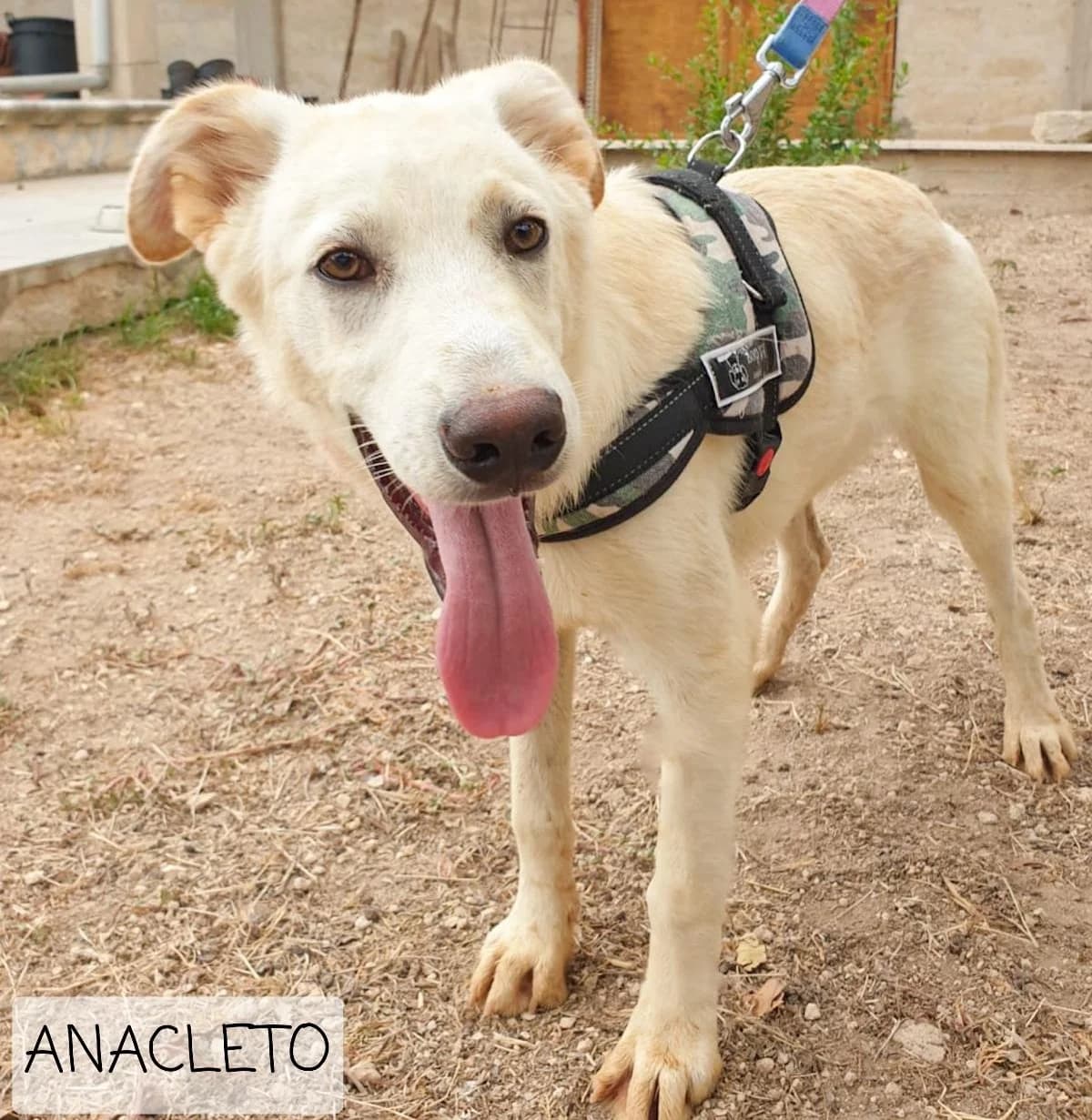 ANACLETO, male Mixed Breed for adoption at Lega del Cane Altamura