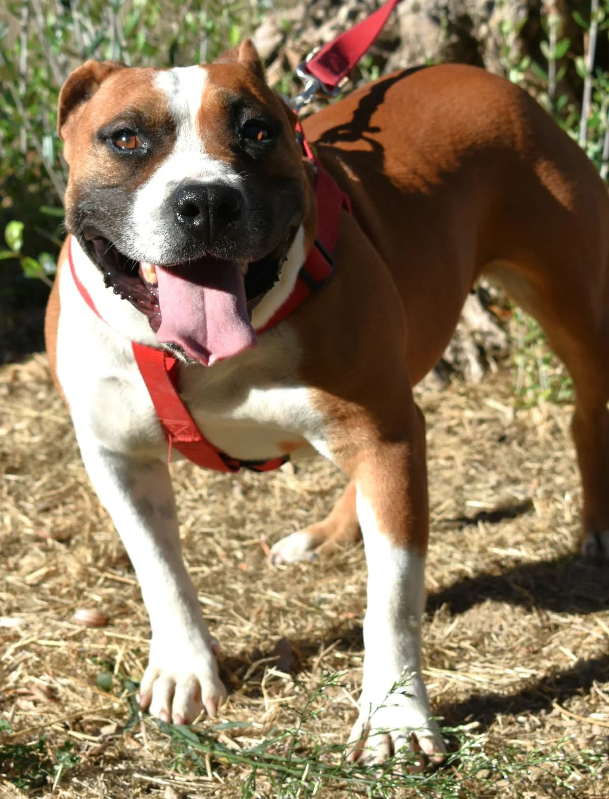 ANASTASIA, female Mixed Breed for adoption at Lega del Cane Altamura
