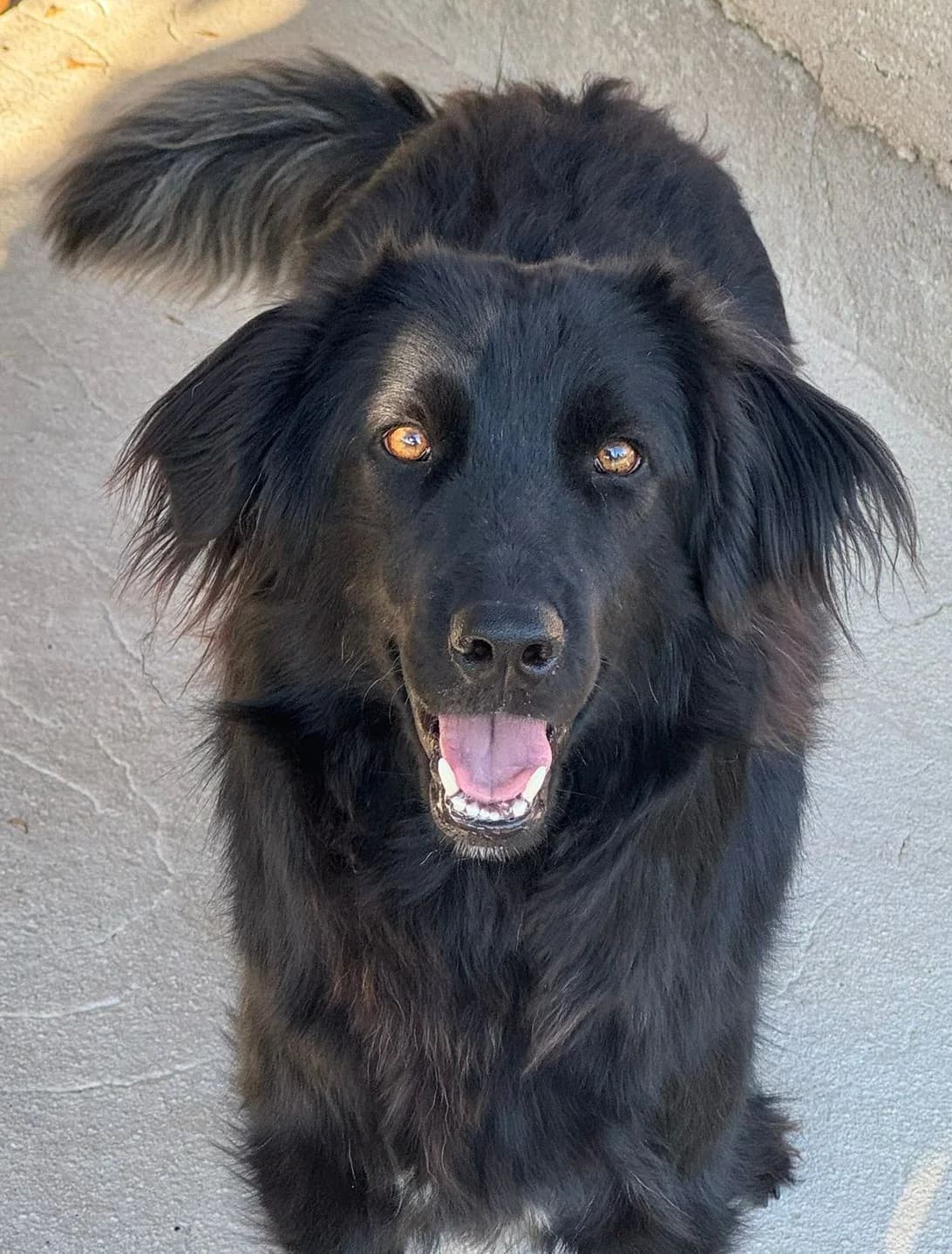 ANDREA, female Mixed Breed for adoption at Lega del Cane Altamura