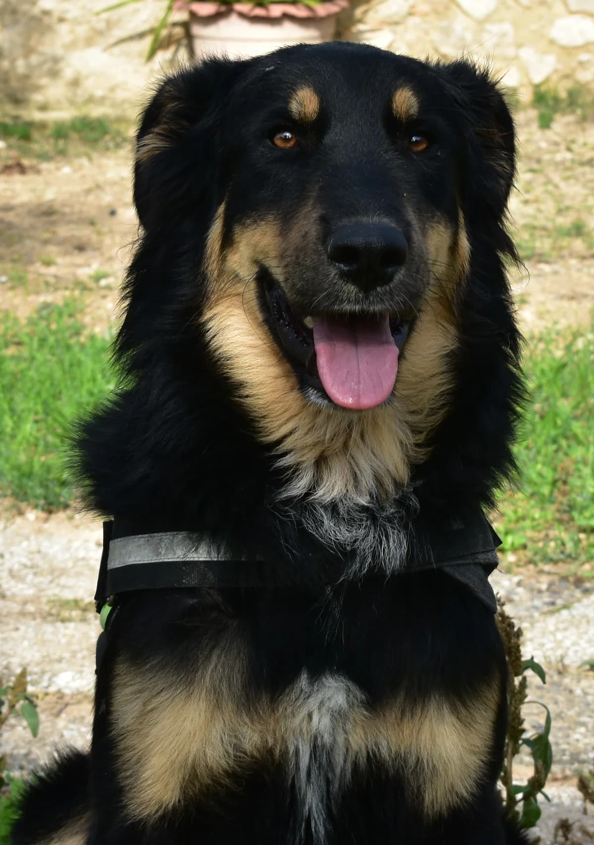 APOLLO, male Mixed Breed for adoption at Lega del Cane Altamura