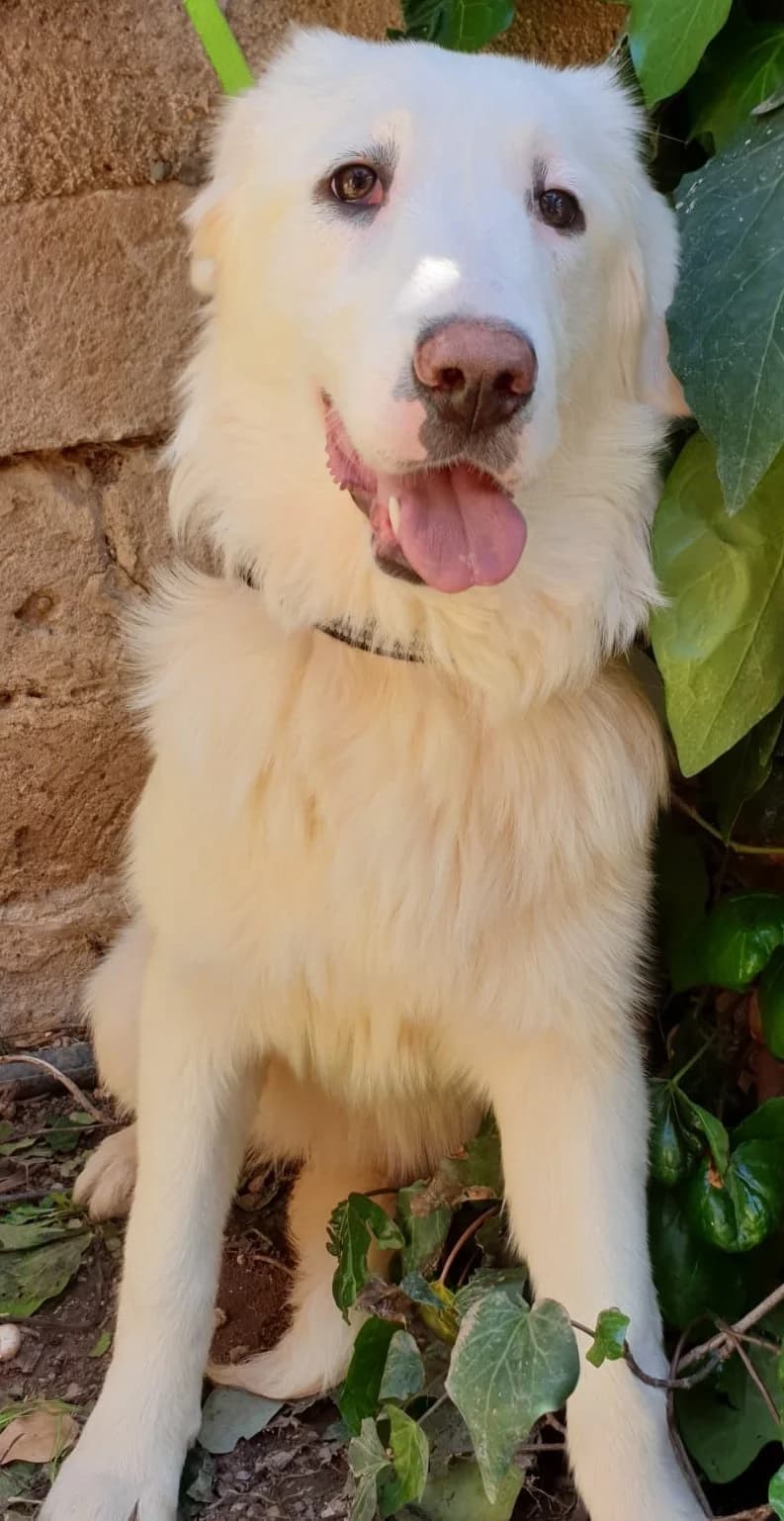 ARMESIA, female Mixed Breed for adoption at Lega del Cane Altamura