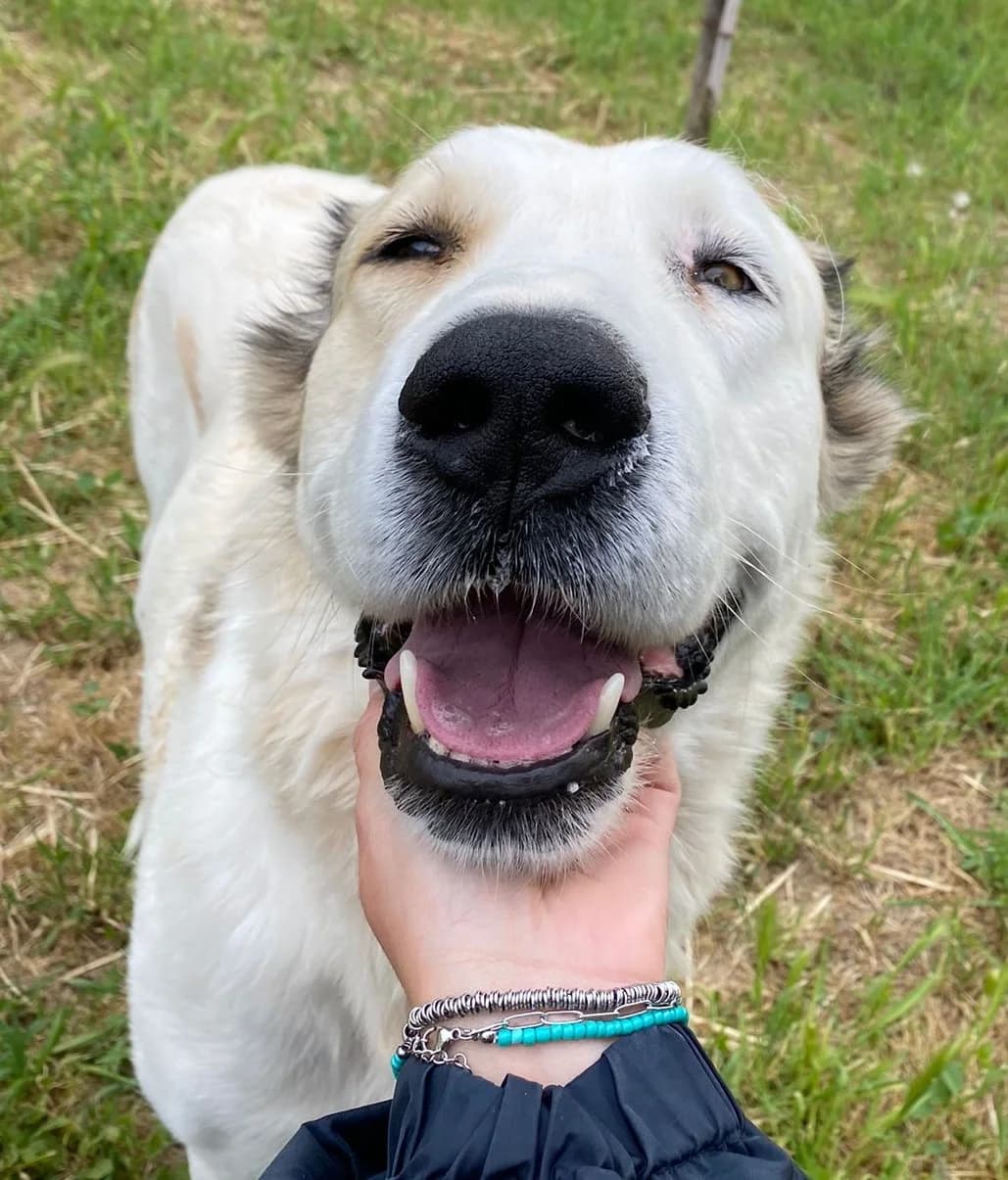 ARTURO, male Mixed Breed for adoption at Lega del Cane Altamura