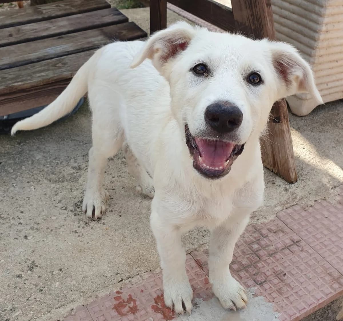 ASTRA, female Mixed Breed for adoption at Lega del Cane Altamura