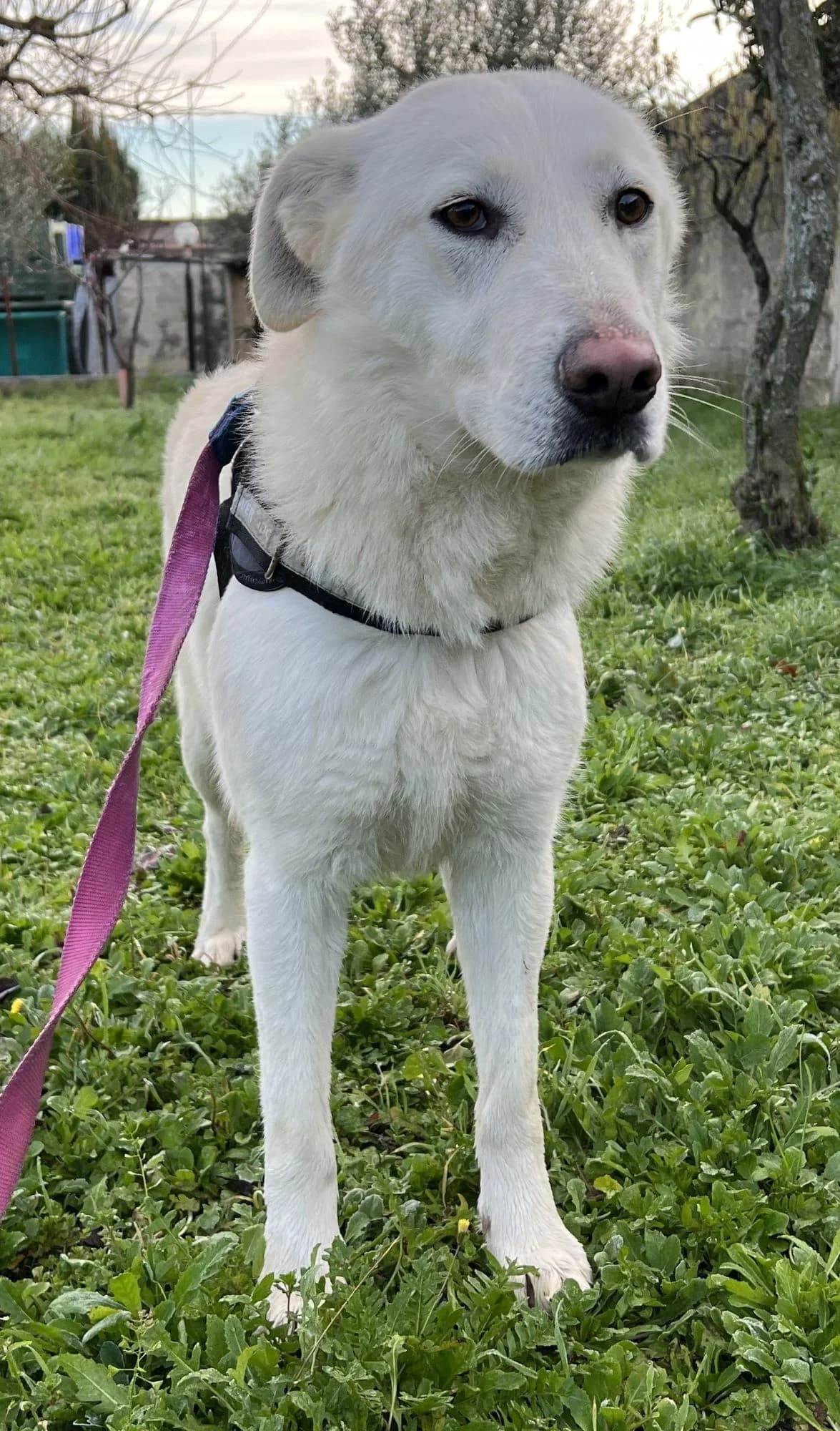 AURORA, female Mixed Breed for adoption at Lega del Cane Altamura