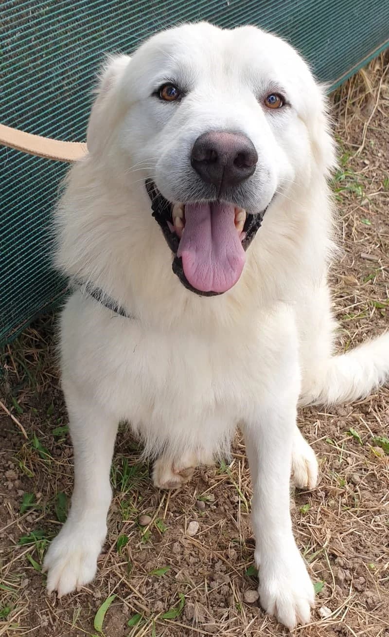 BALBOA, male Mixed Breed for adoption at Lega del Cane Altamura