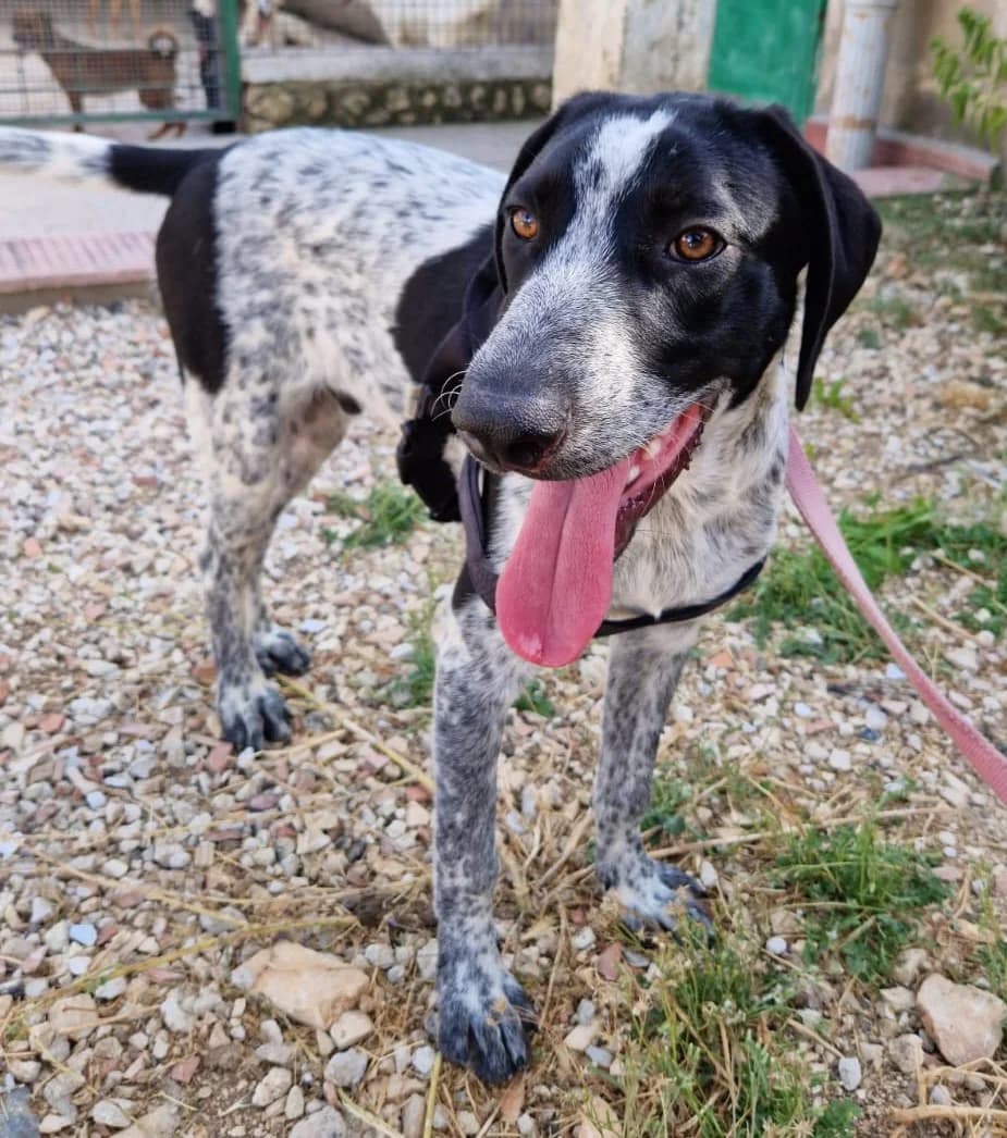 BALTO, male Mixed Breed for adoption at Lega del Cane Altamura