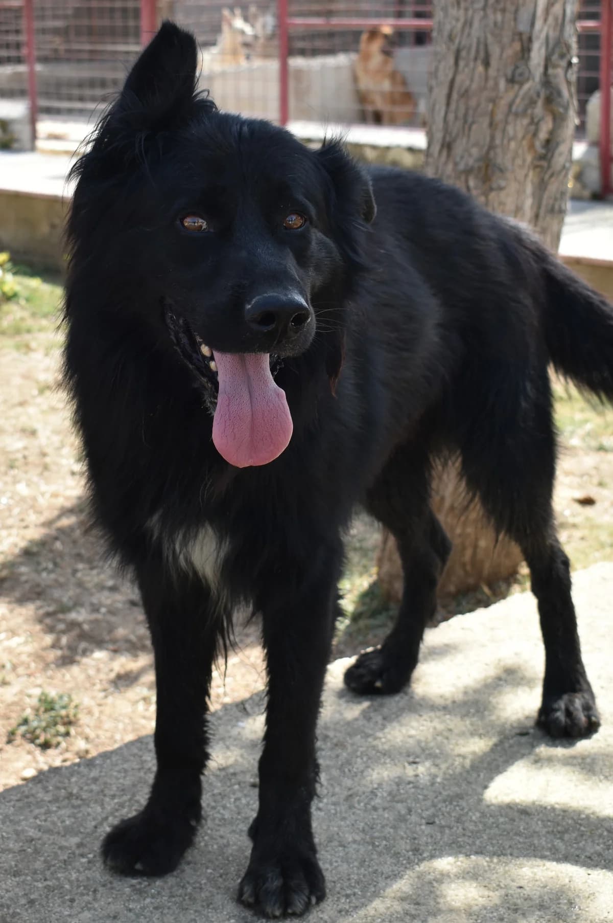 BALU', male Mixed Breed for adoption at Lega del Cane Altamura