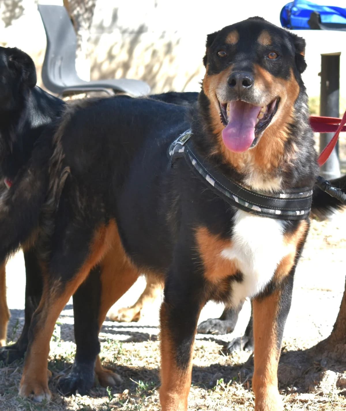 BOBI, male Mixed Breed for adoption at Lega del Cane Altamura