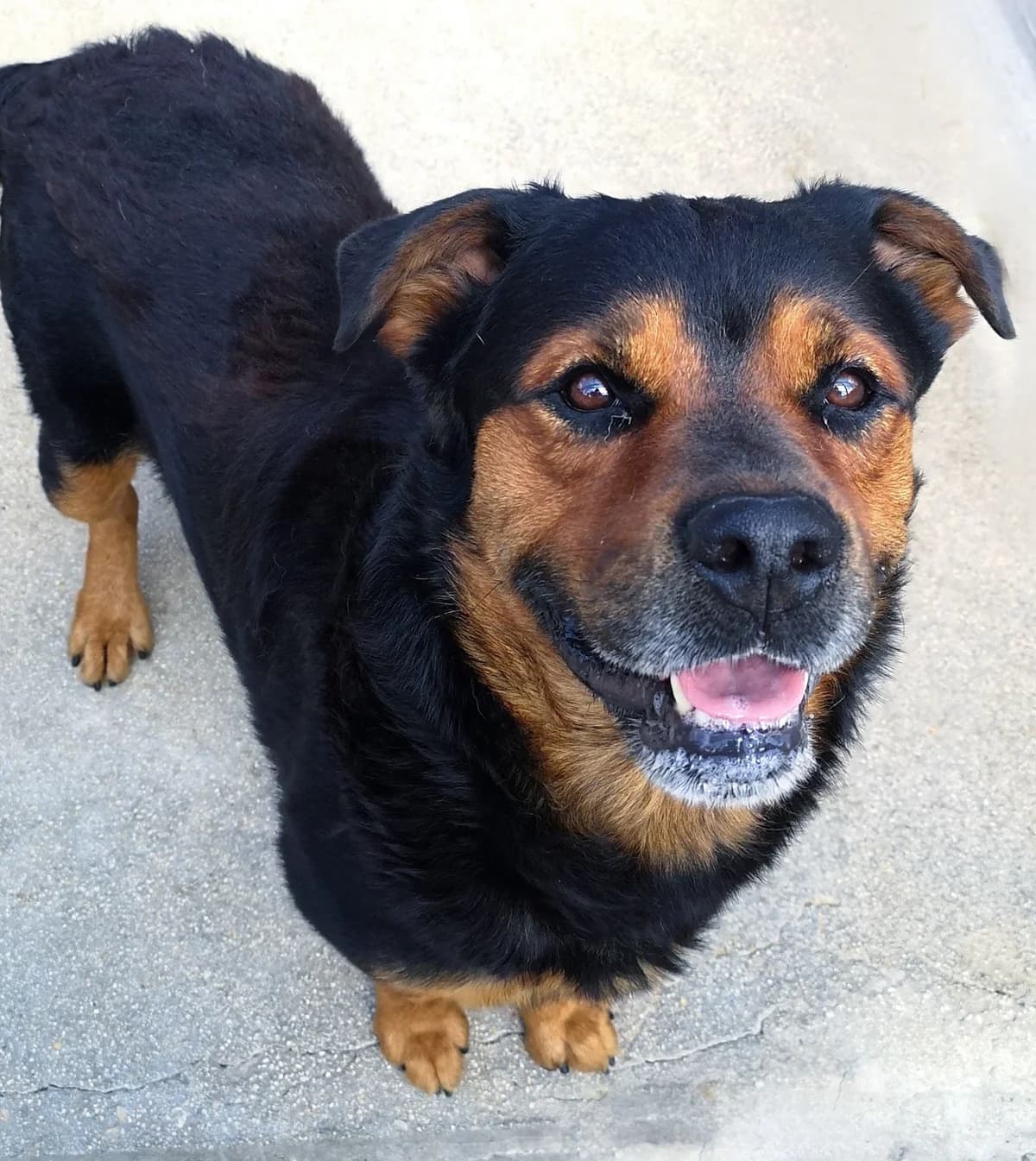 BOMBER, male Mixed Breed for adoption at Lega del Cane Altamura