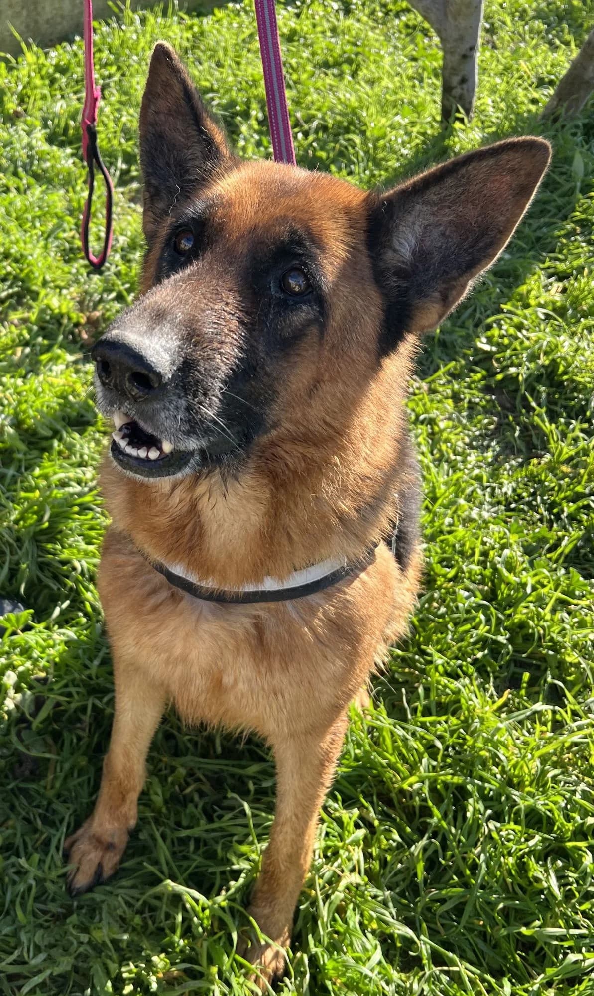 BUTTERFLY, female Mixed Breed for adoption at Lega del Cane Altamura