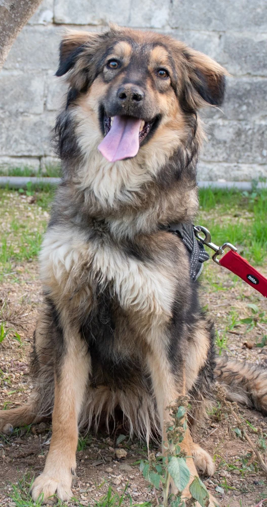 CALIPSO, female Mixed Breed for adoption at Lega del Cane Altamura