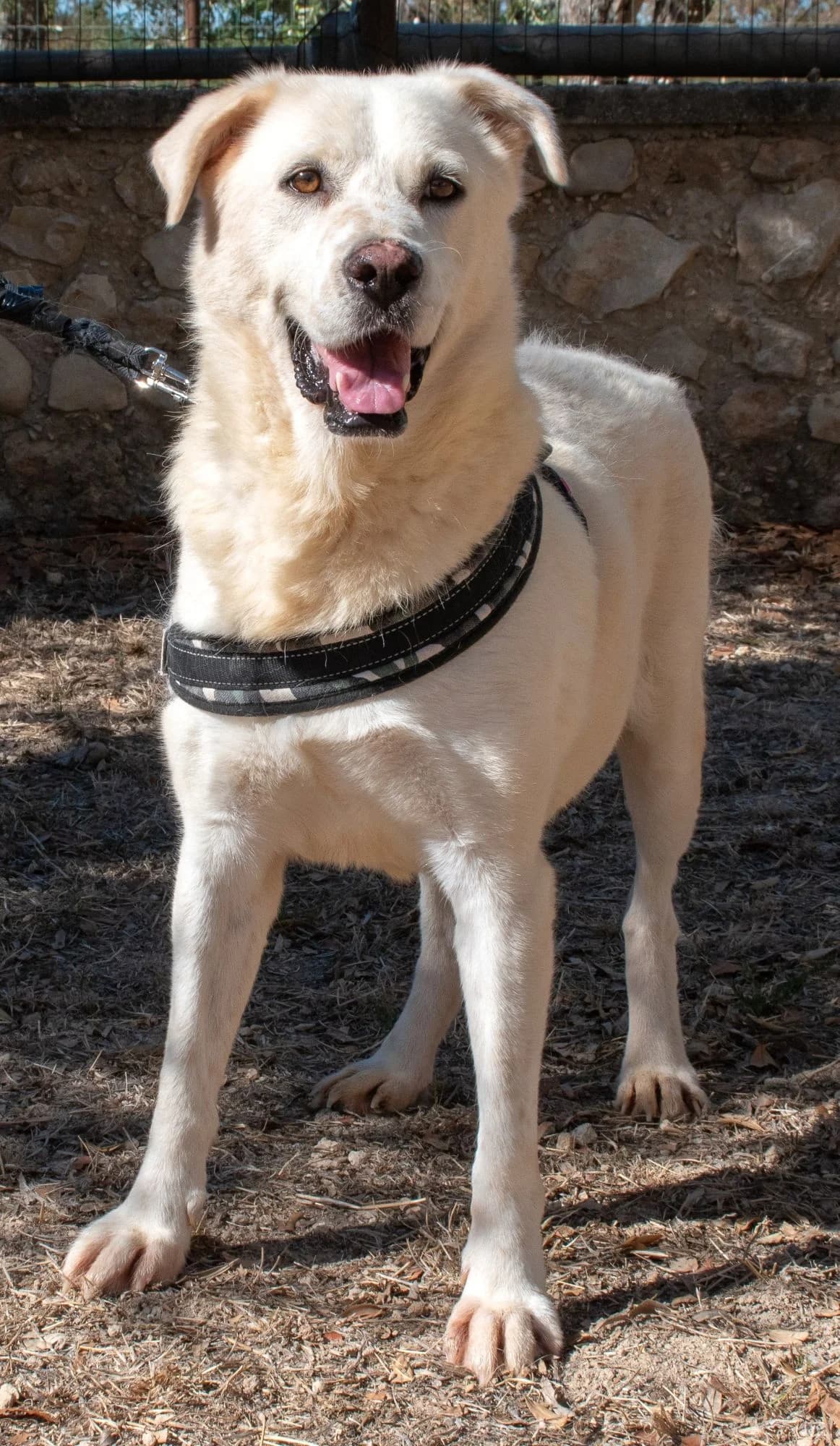 CAMILLO, male Mixed Breed for adoption at Lega del Cane Altamura