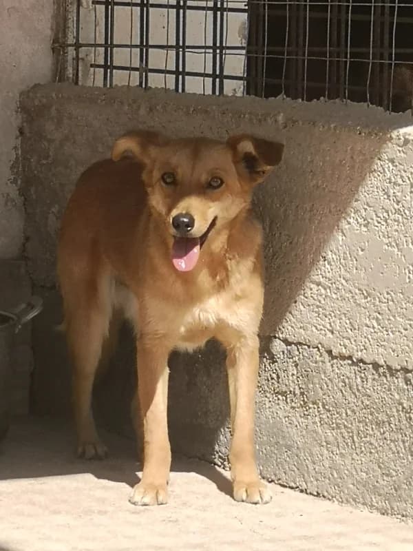 CANGURINO, male Mixed Breed for adoption at Lega del Cane Altamura