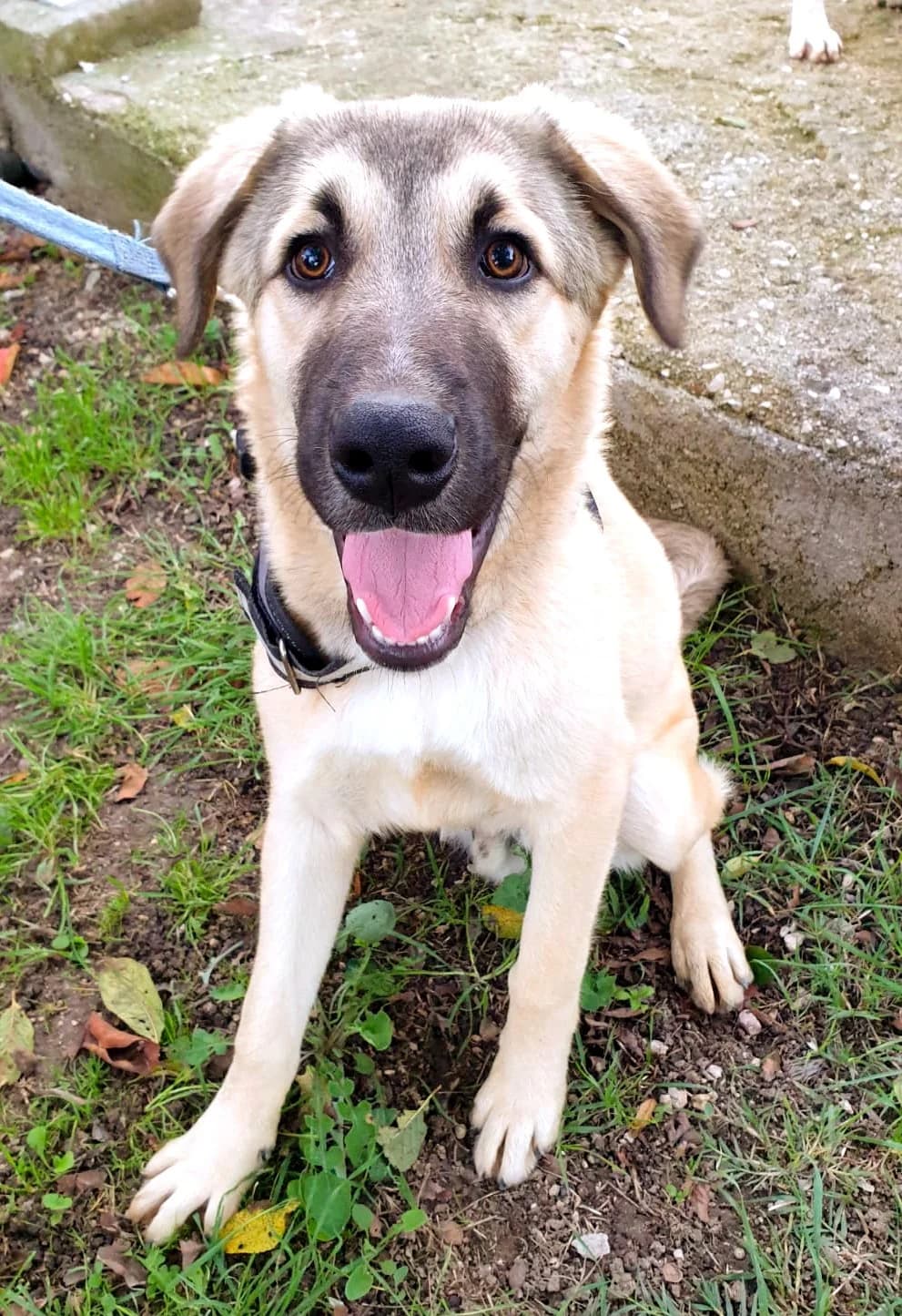 CAOS, male Mixed Breed for adoption at Lega del Cane Altamura