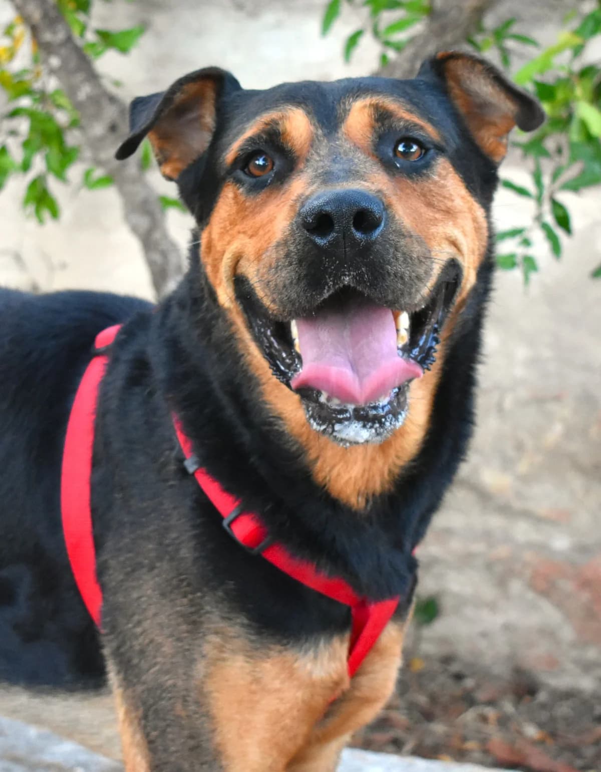 CARMELO, male Mixed Breed for adoption at Lega del Cane Altamura