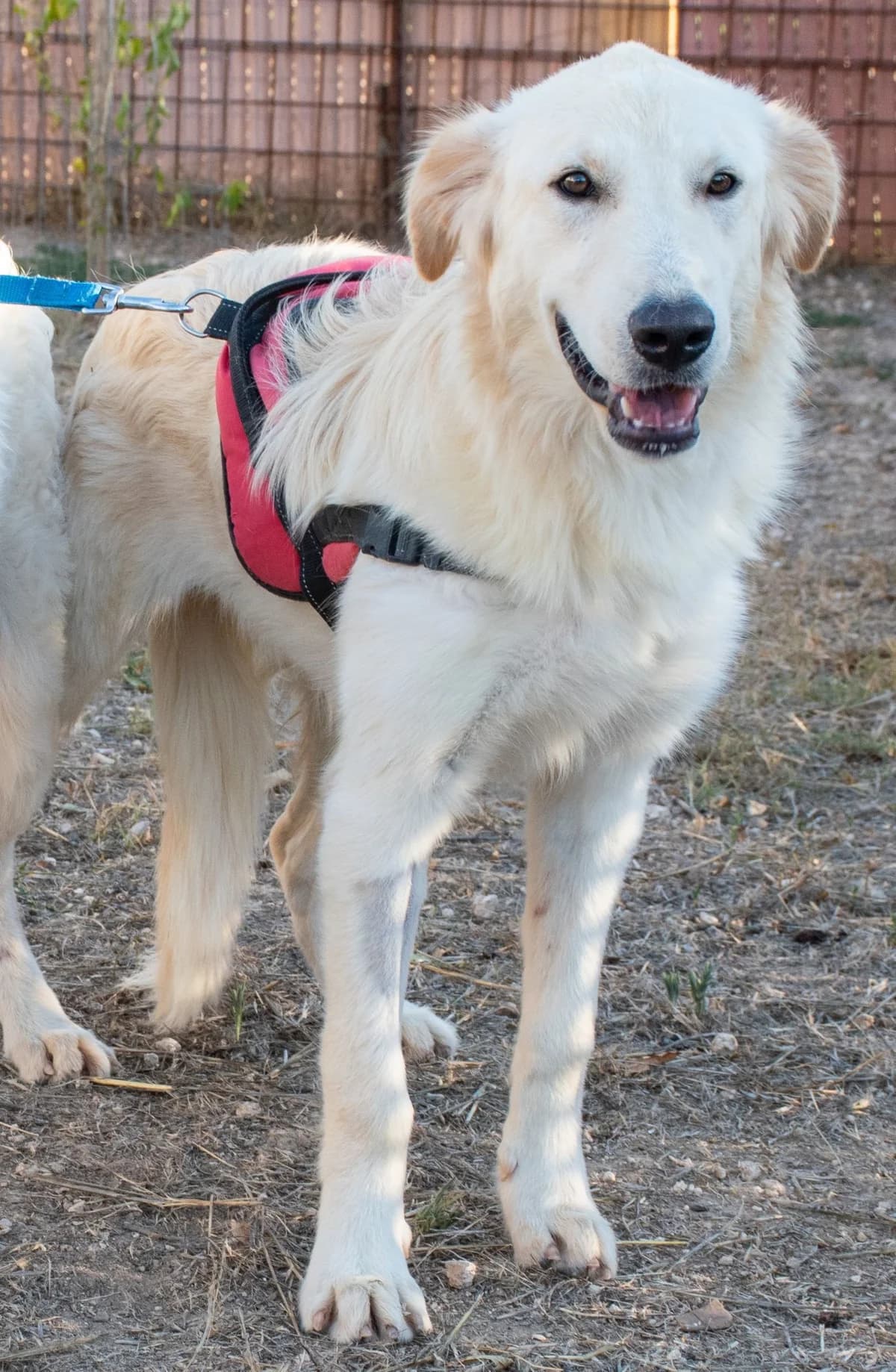 CARMEN, female Mixed Breed for adoption at Lega del Cane Altamura