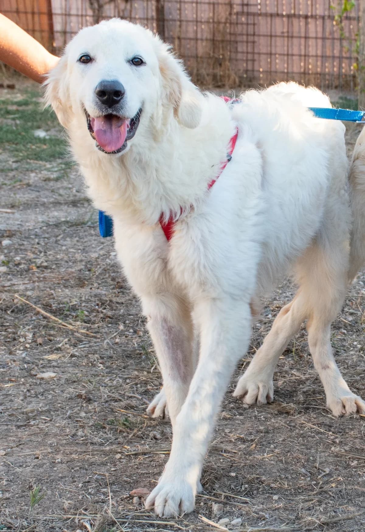 CLOE, female Mixed Breed for adoption at Lega del Cane Altamura
