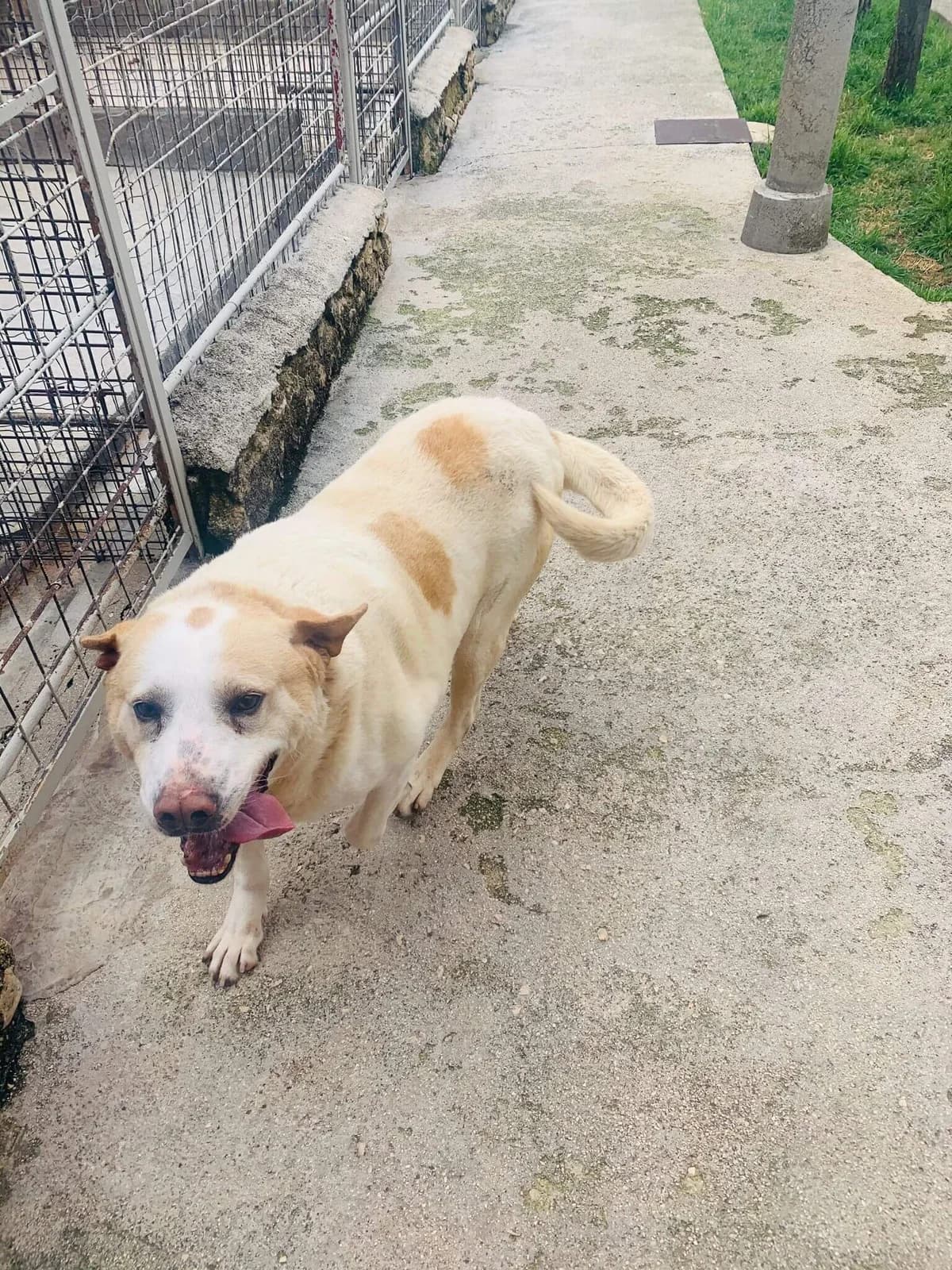 COCCOLONE, male Mixed Breed for adoption at Lega del Cane Altamura