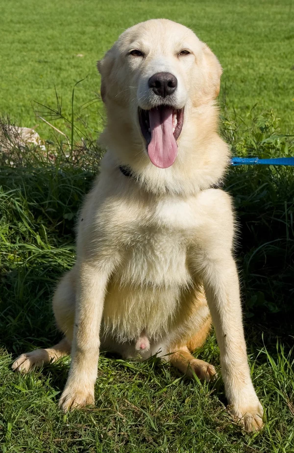 COLIN, male Mixed Breed for adoption at Lega del Cane Altamura