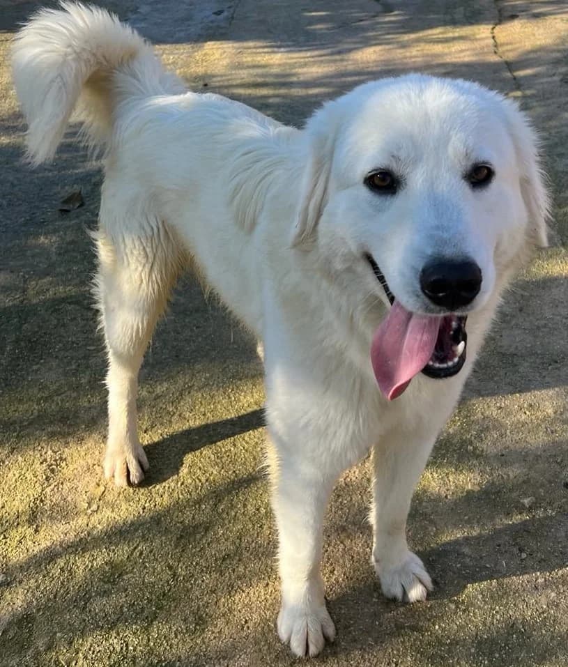 DAKAR, male Mixed Breed for adoption at Lega del Cane Altamura