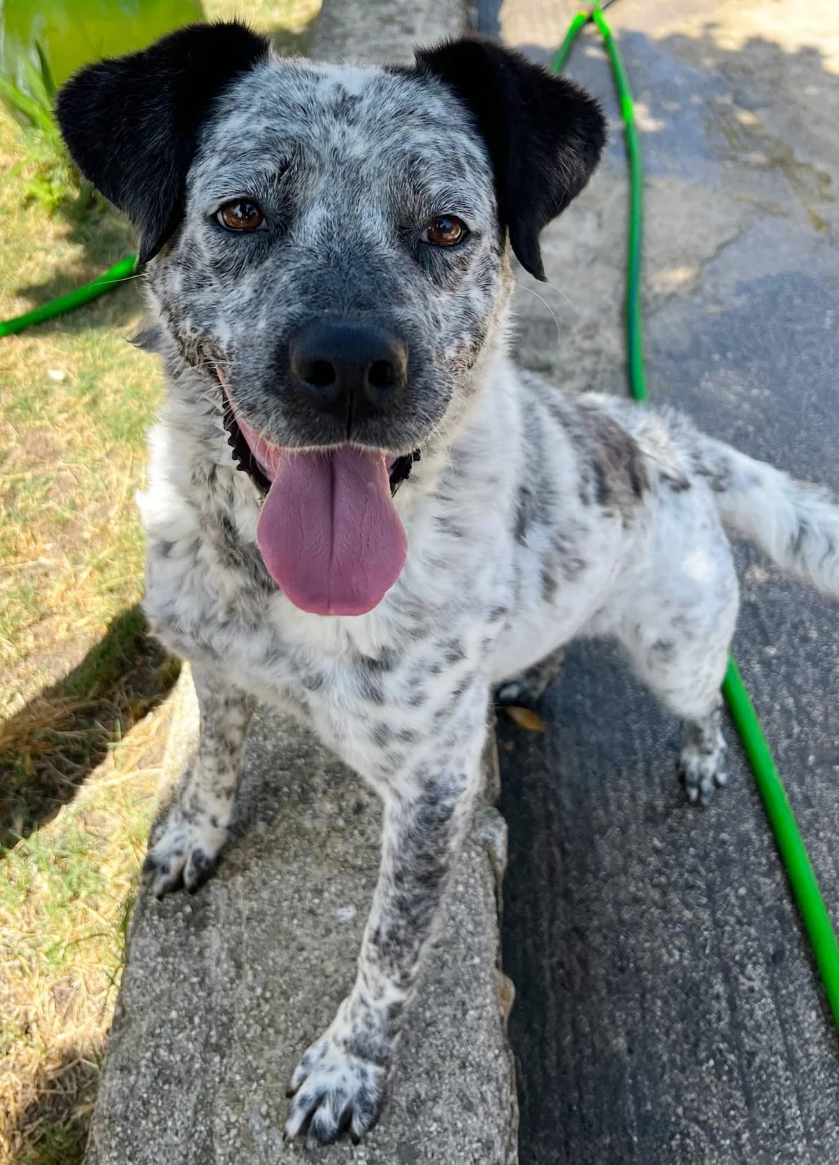 DILETTA, female Mixed Breed for adoption at Lega del Cane Altamura