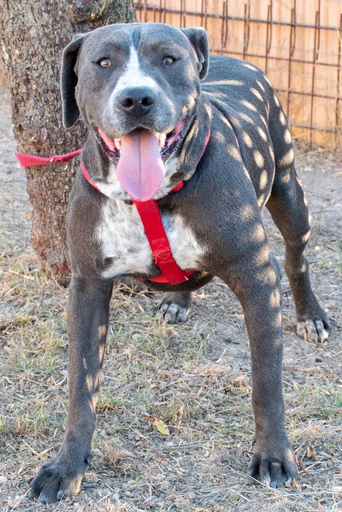 DYLAN, male Mixed Breed for adoption at Lega del Cane Altamura