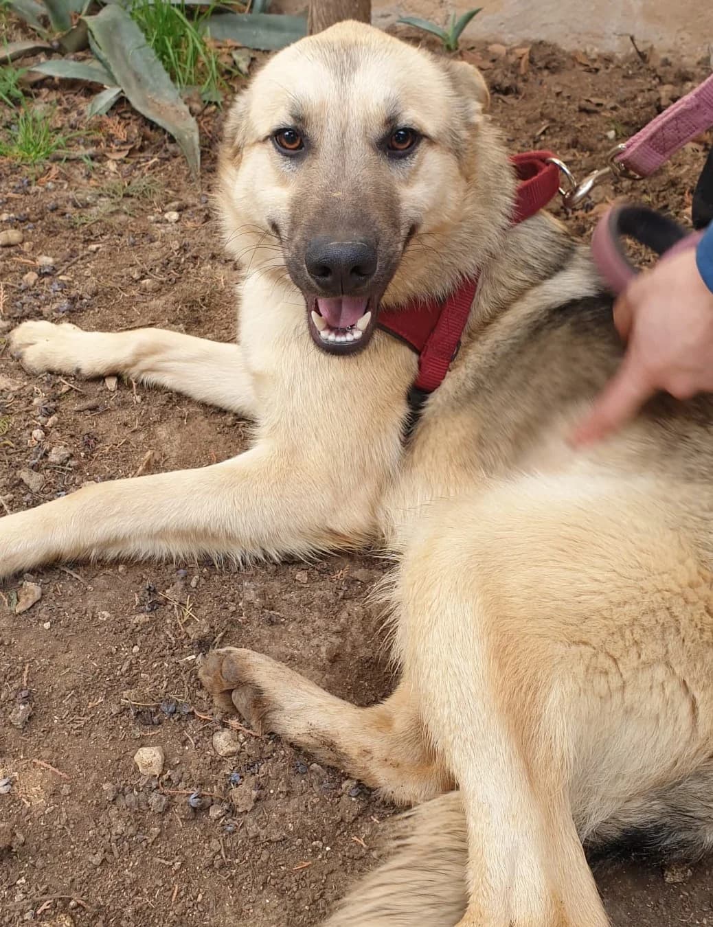 EDWARD, male Mixed Breed for adoption at Lega del Cane Altamura