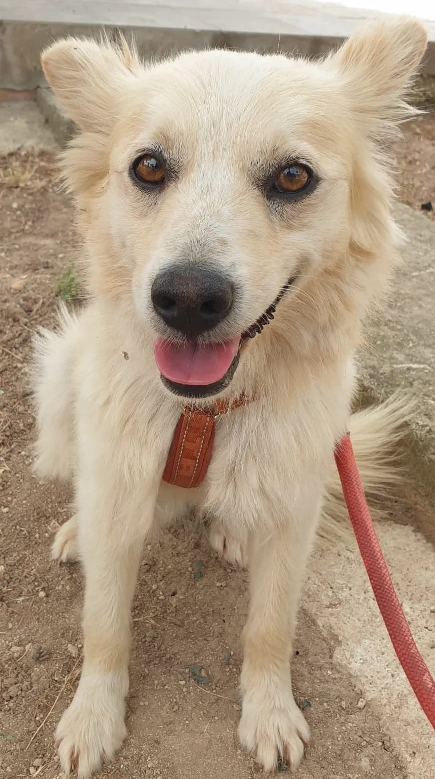 ELVIS, male Mixed Breed for adoption at Lega del Cane Altamura