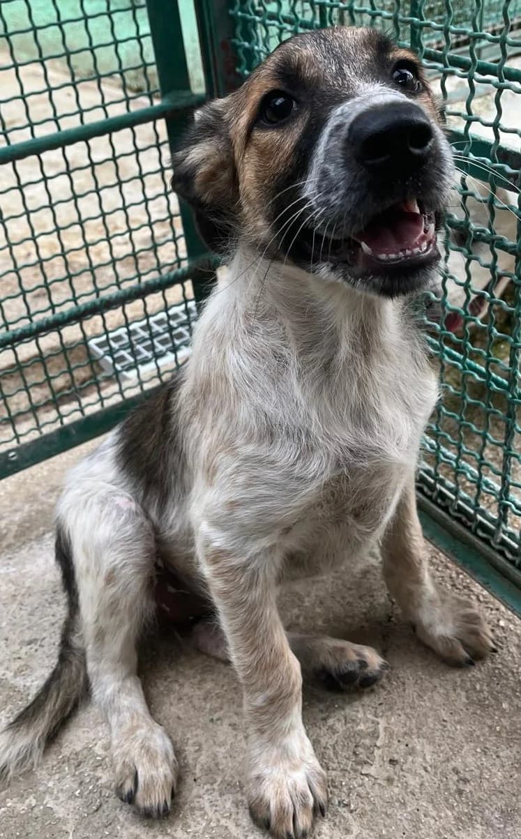 EMBER, female Mixed Breed for adoption at Lega del Cane Altamura