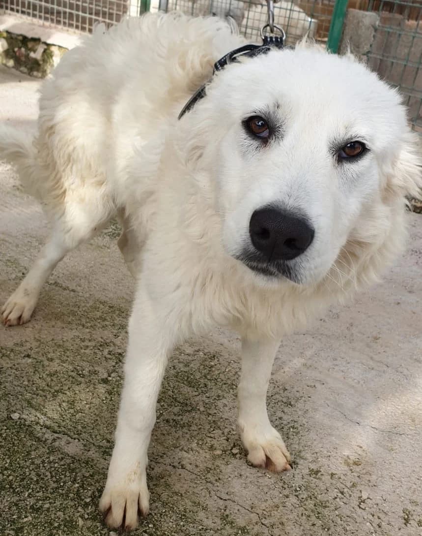 ERENIA, female Mixed Breed for adoption at Lega del Cane Altamura