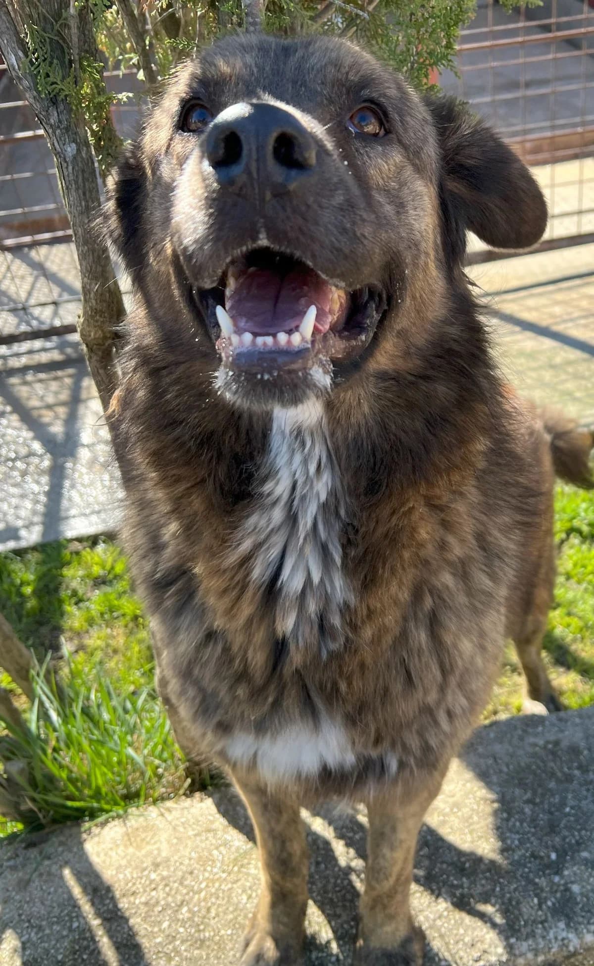 EROS, male Mixed Breed for adoption at Lega del Cane Altamura