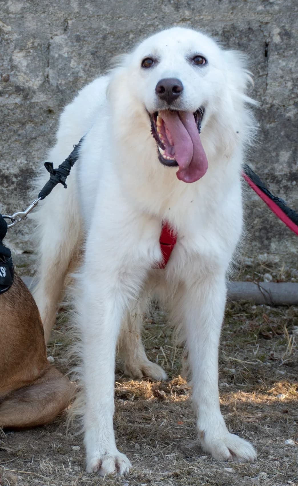 ESTIA, female Mixed Breed for adoption at Lega del Cane Altamura