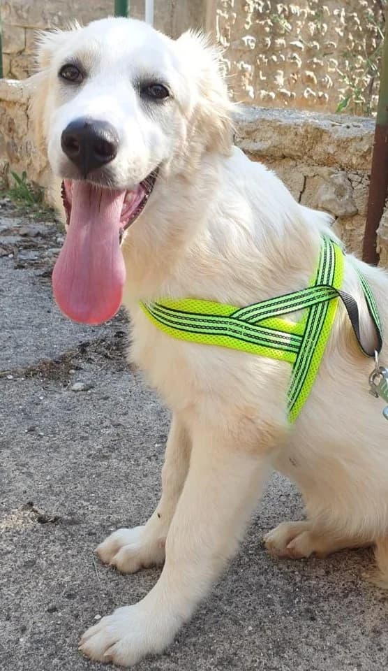 FEDERICA, female Mixed Breed for adoption at Lega del Cane Altamura