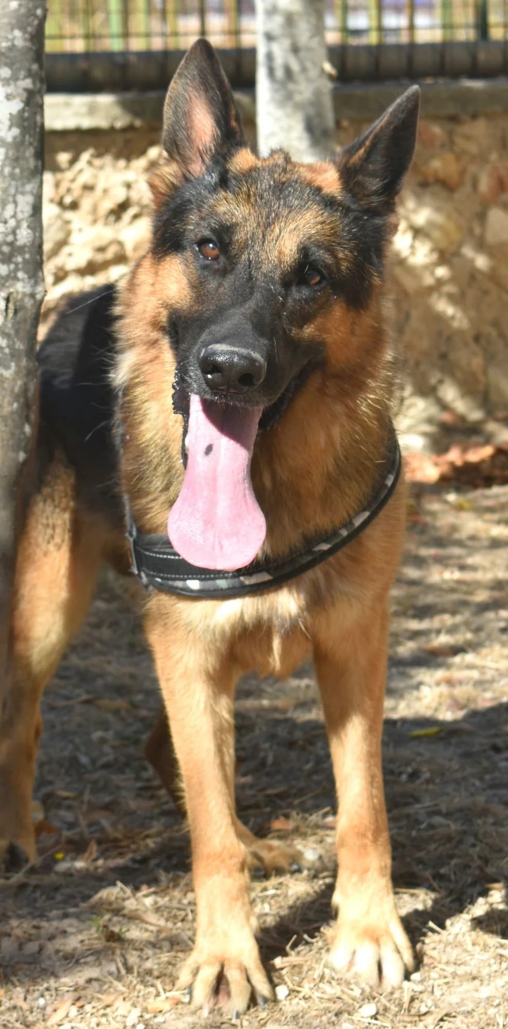 FOX, male Mixed Breed for adoption at Lega del Cane Altamura
