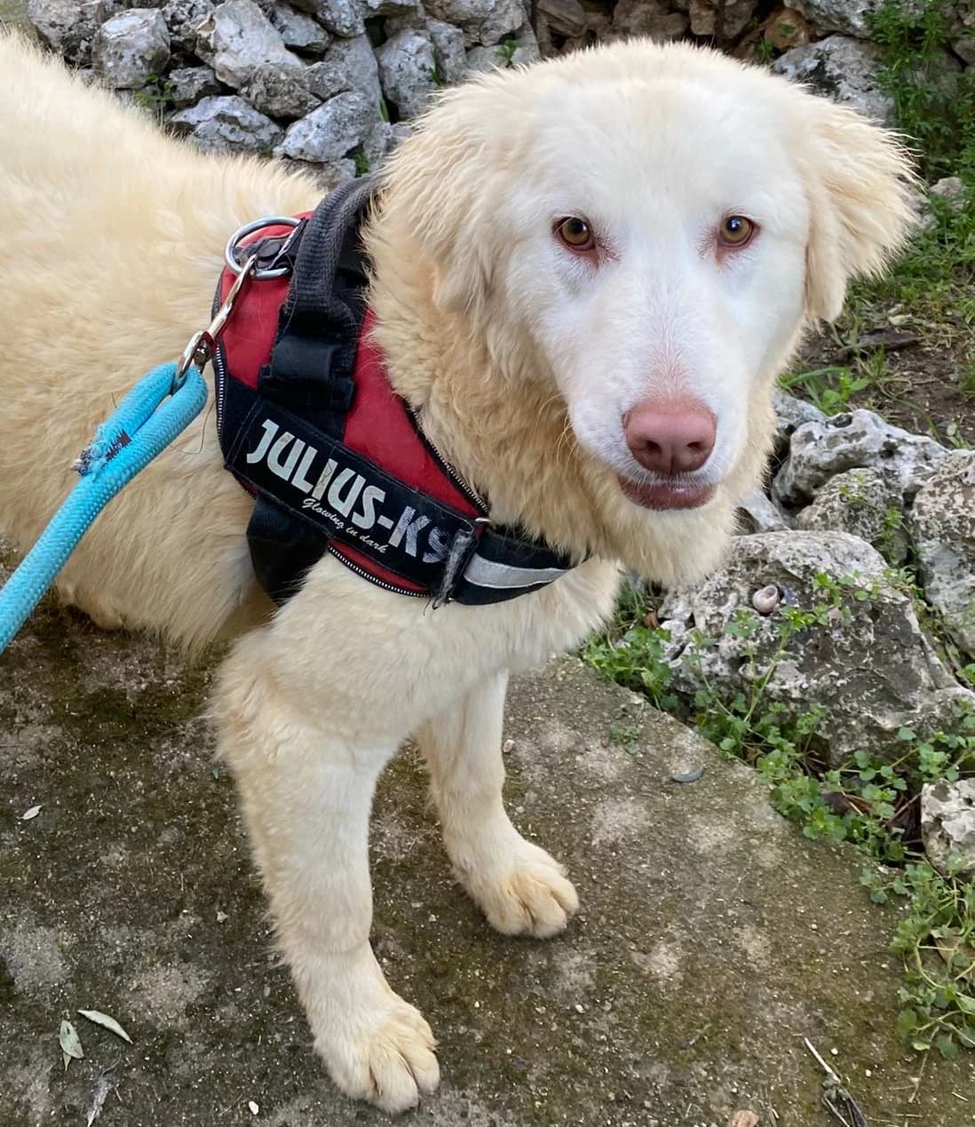 FRAGOLA, female Mixed Breed for adoption at Lega del Cane Altamura