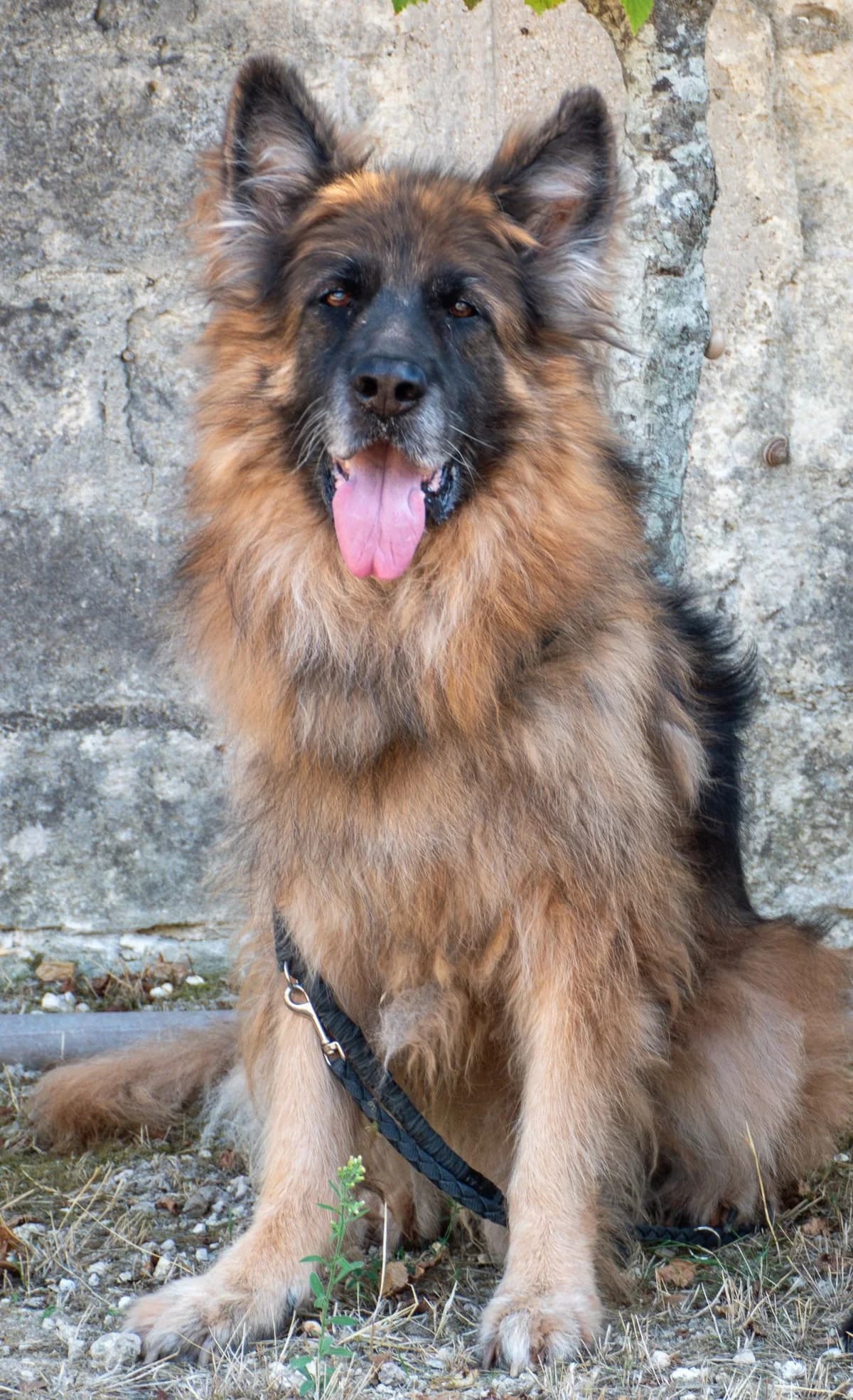 GIACOMO, male Mixed Breed for adoption at Lega del Cane Altamura