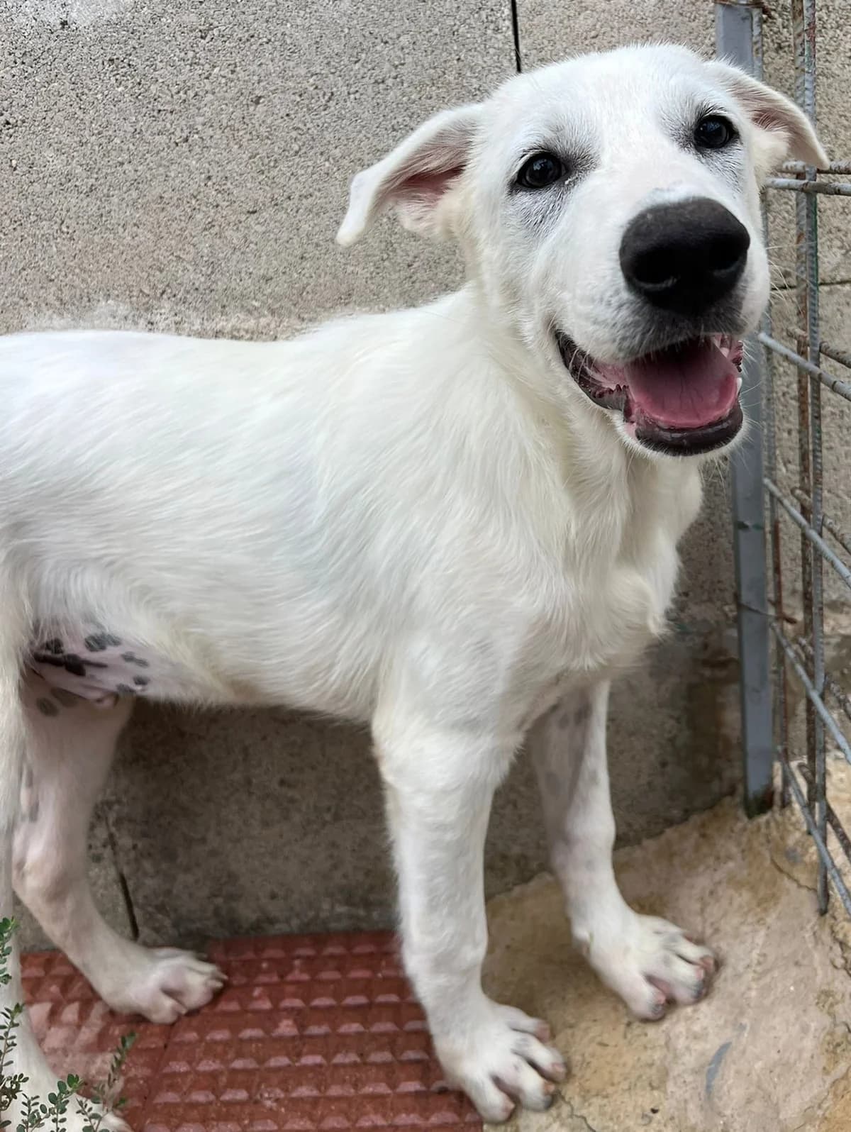 GIULLA', male Mixed Breed for adoption at Lega del Cane Altamura