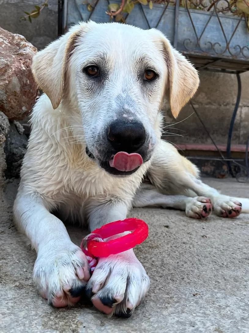 GIUSY, female Mixed Breed for adoption at Lega del Cane Altamura