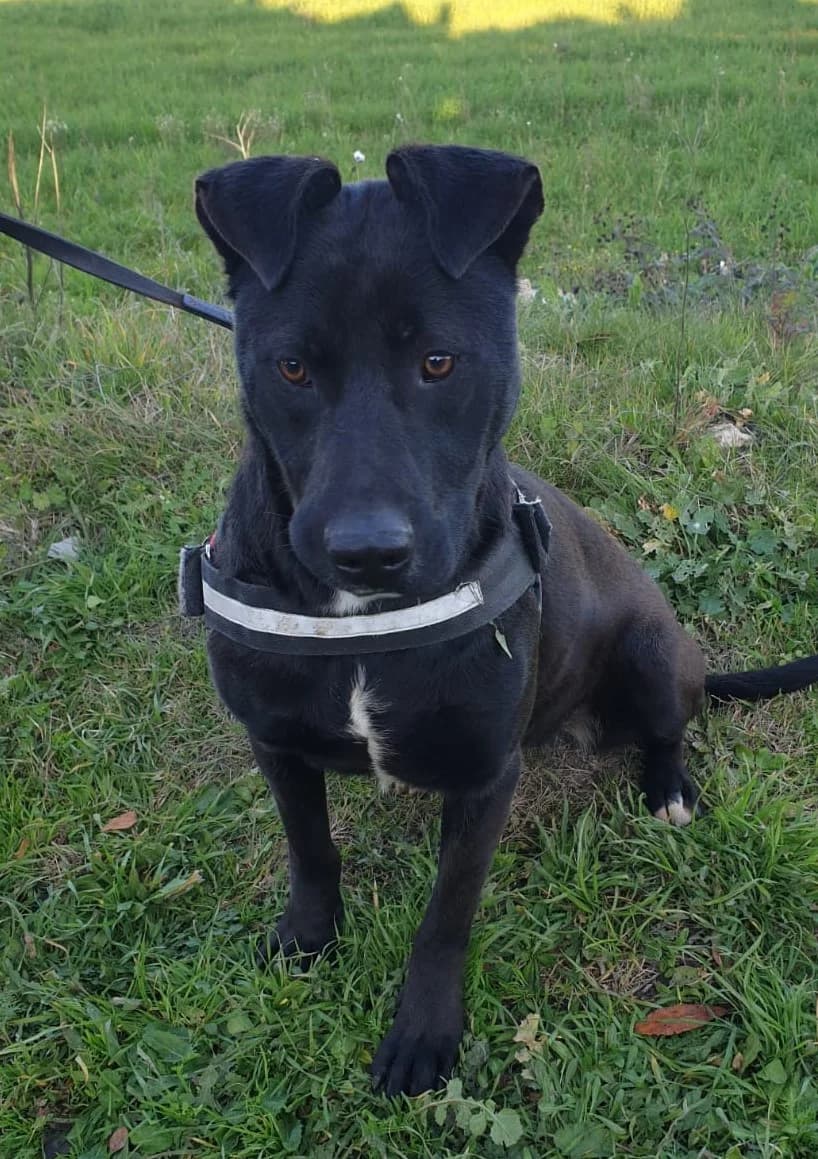 GRACE, female Mixed Breed for adoption at Lega del Cane Altamura