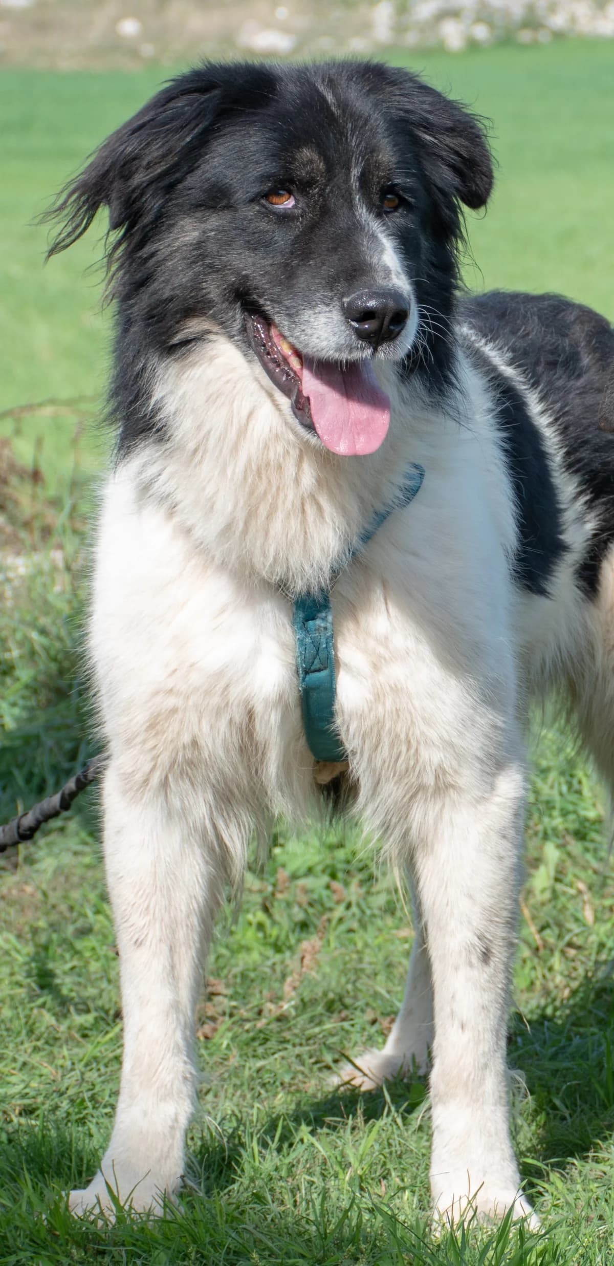 GREGORY, male Mixed Breed for adoption at Lega del Cane Altamura