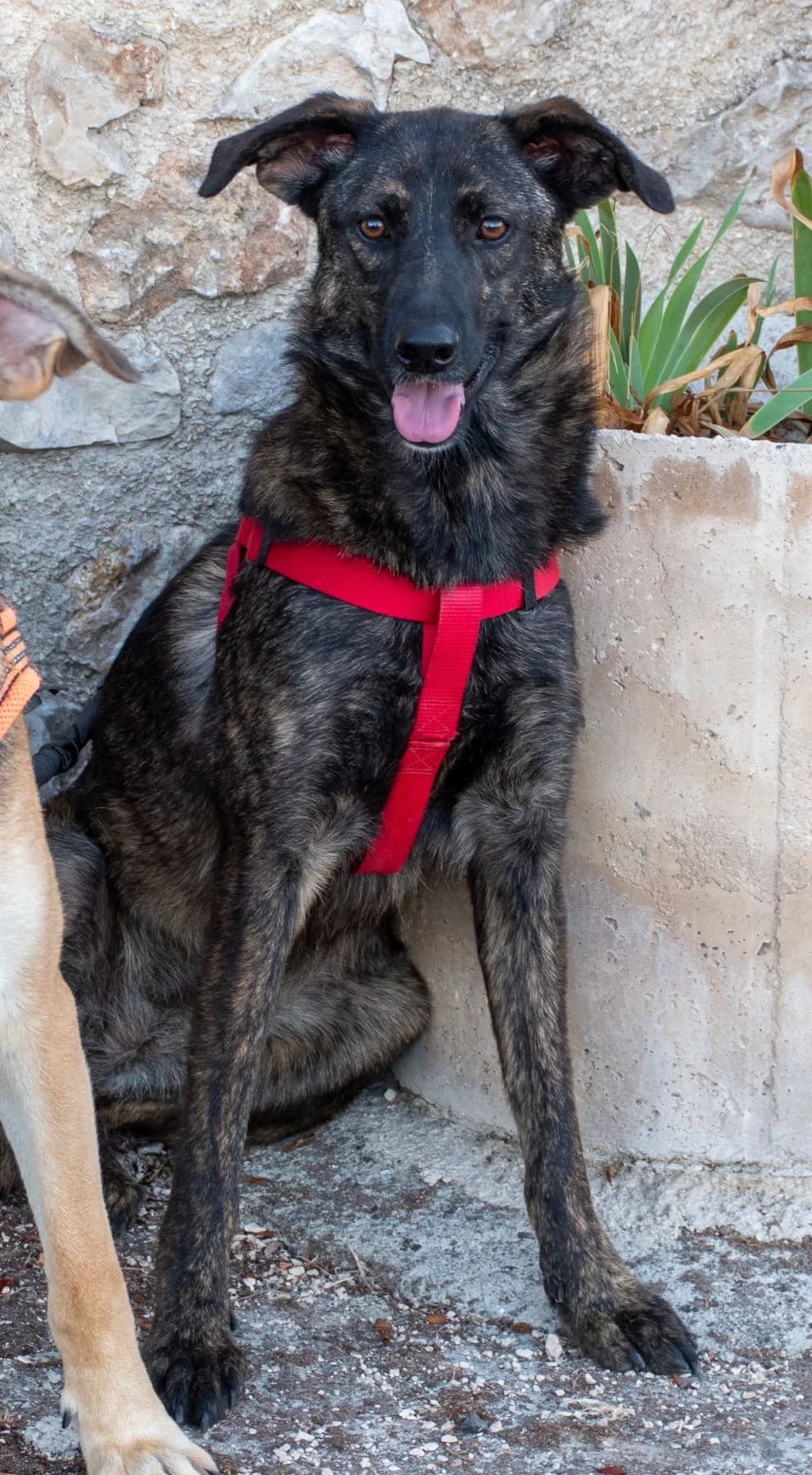 INGRID, female Mixed Breed for adoption at Lega del Cane Altamura