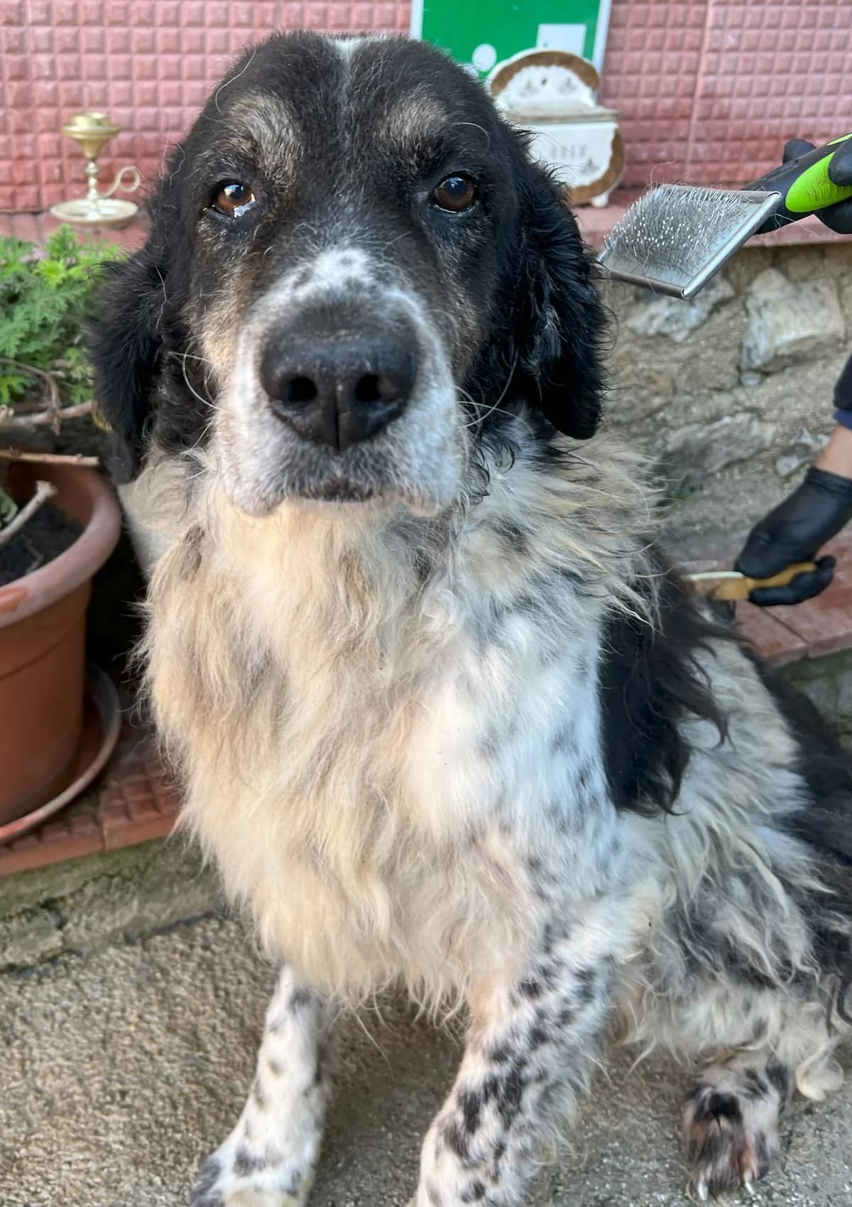 IVAN, male Mixed Breed for adoption at Lega del Cane Altamura