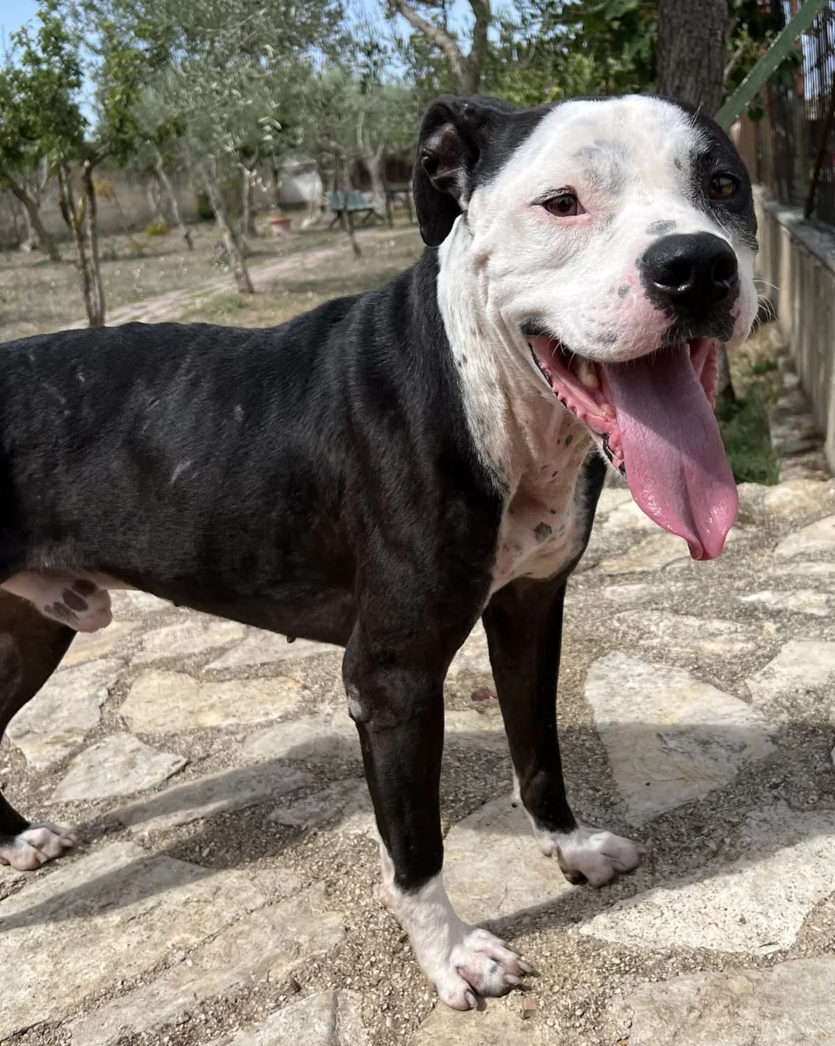 JOKER, male Mixed Breed for adoption at Lega del Cane Altamura