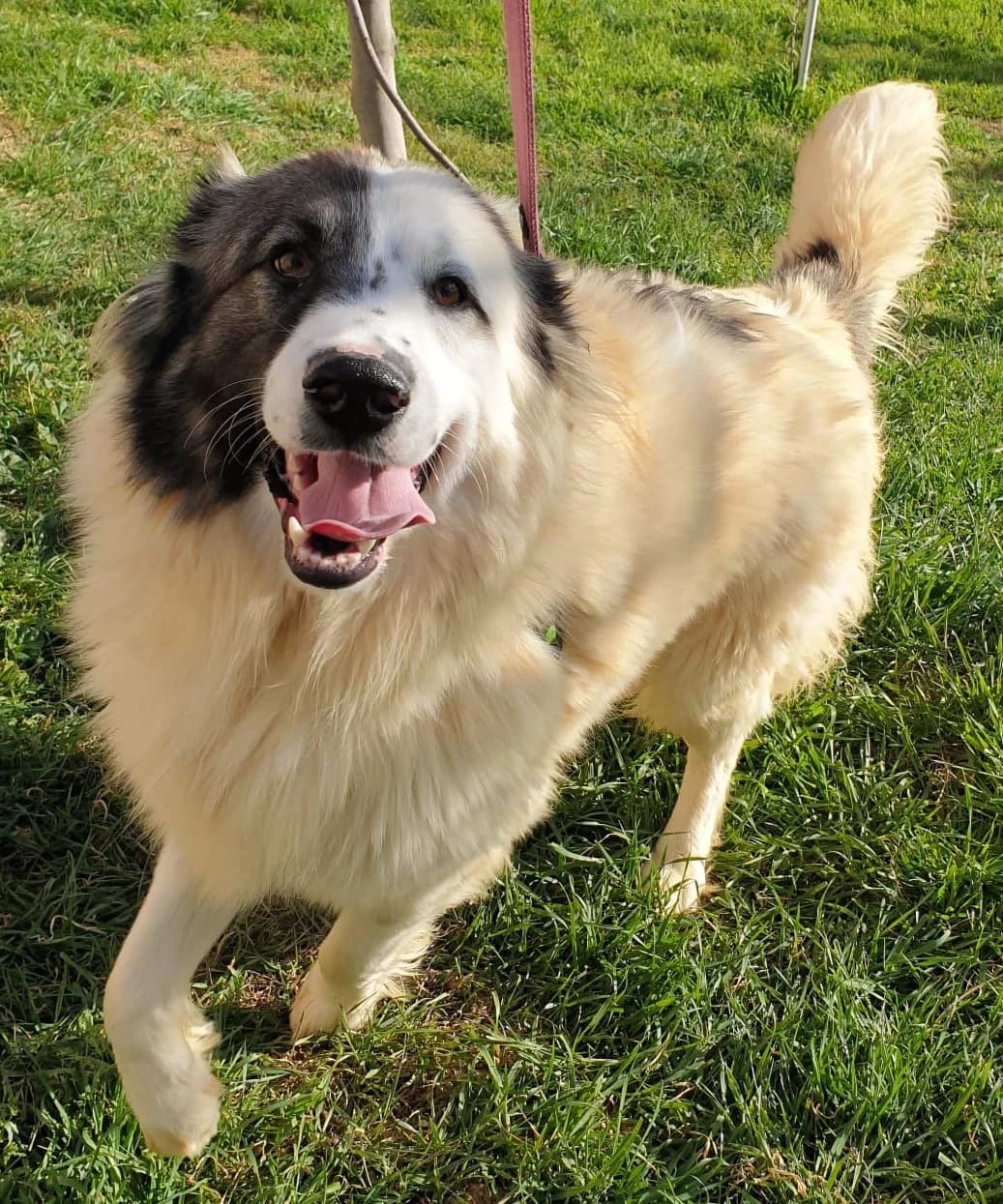 KRONK, male Mixed Breed for adoption at Lega del Cane Altamura