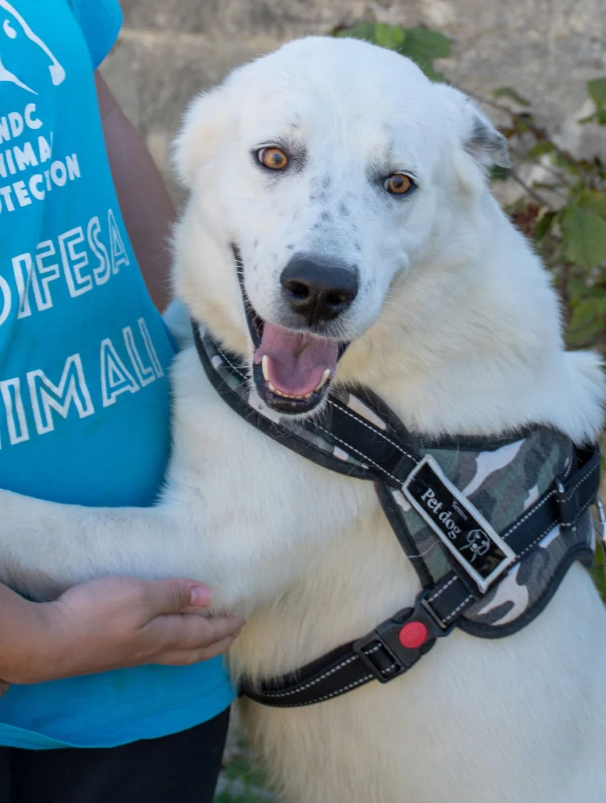 LEON, male Mixed Breed for adoption at Lega del Cane Altamura