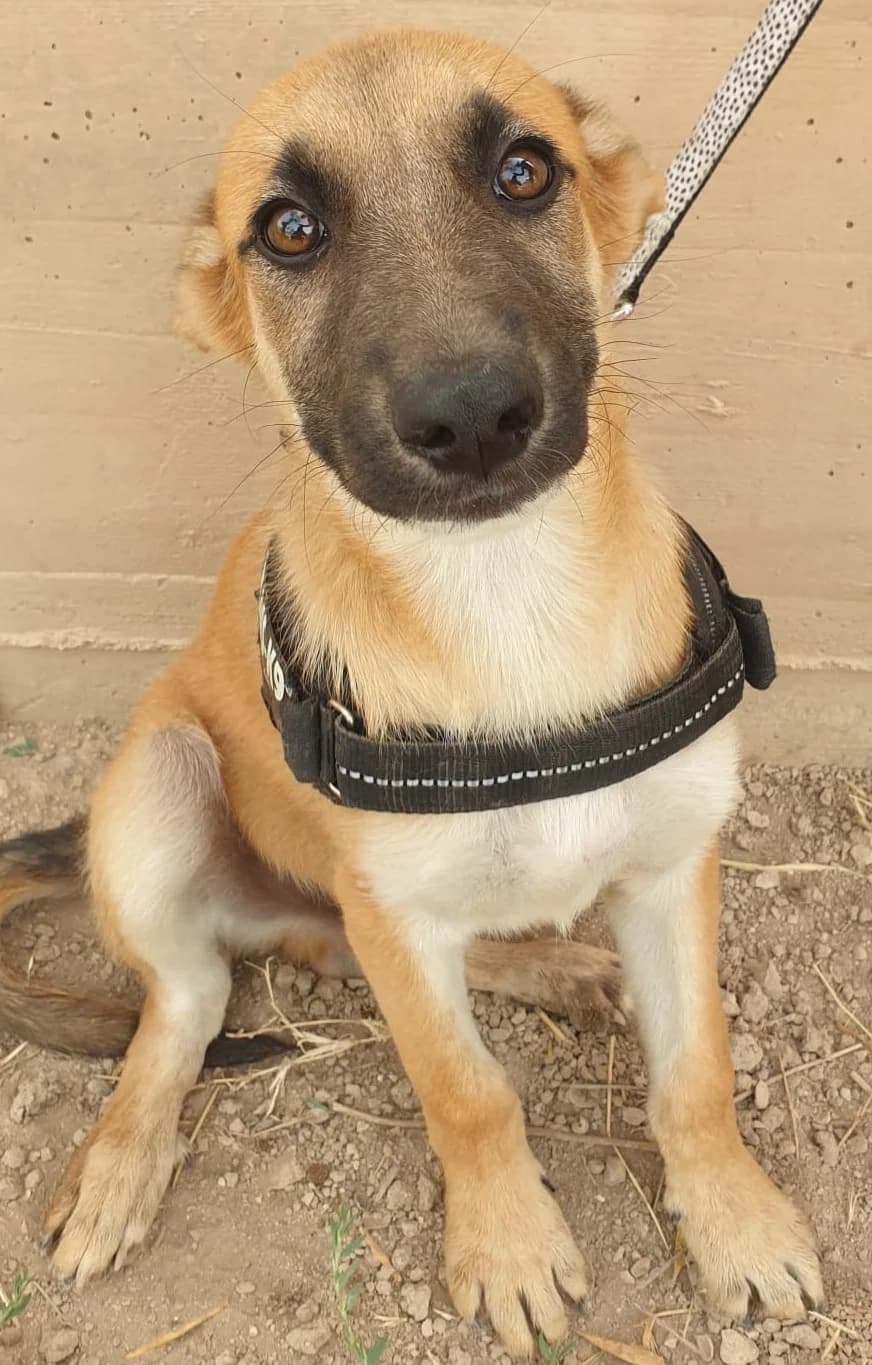 LIAM, male Mixed Breed for adoption at Lega del Cane Altamura
